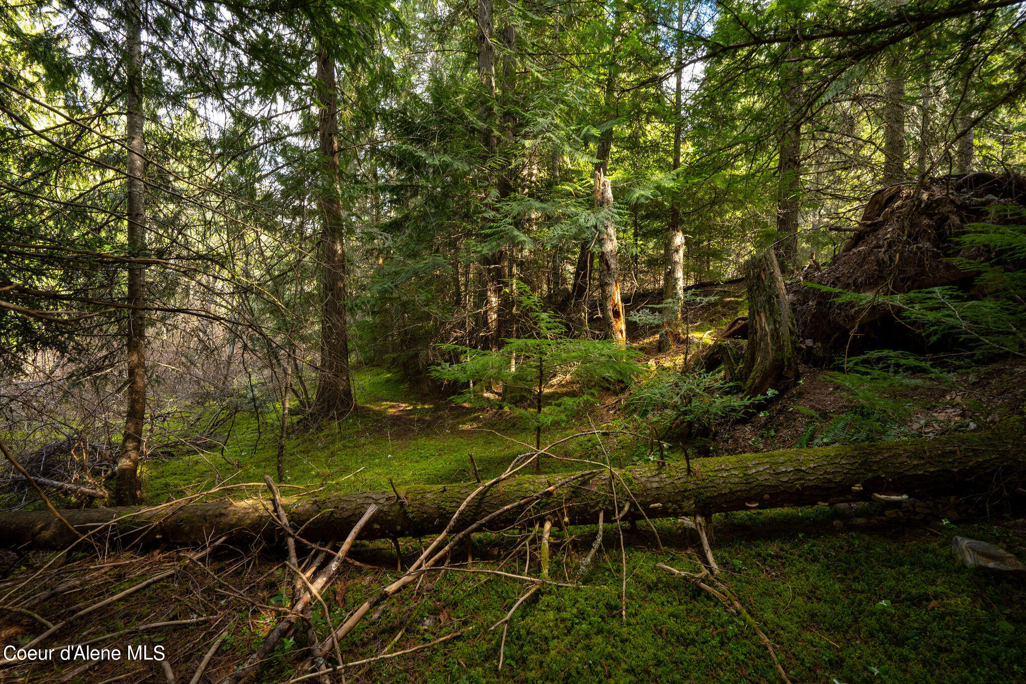 NKA Evans Creek, Medimont, Idaho image 20