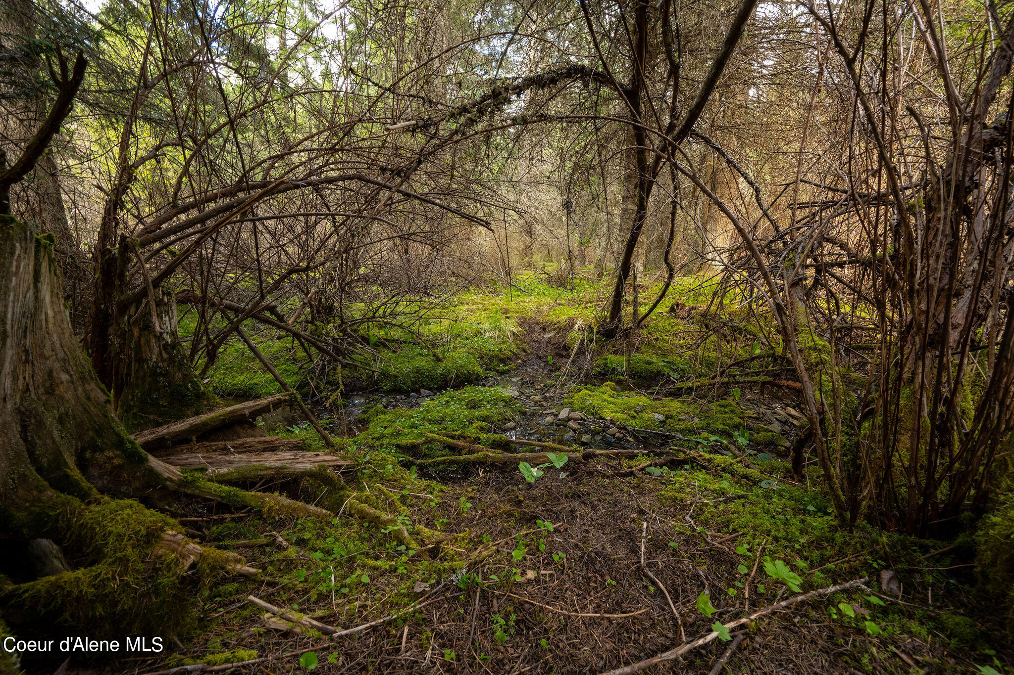 NKA Evans Creek, Medimont, Idaho image 13