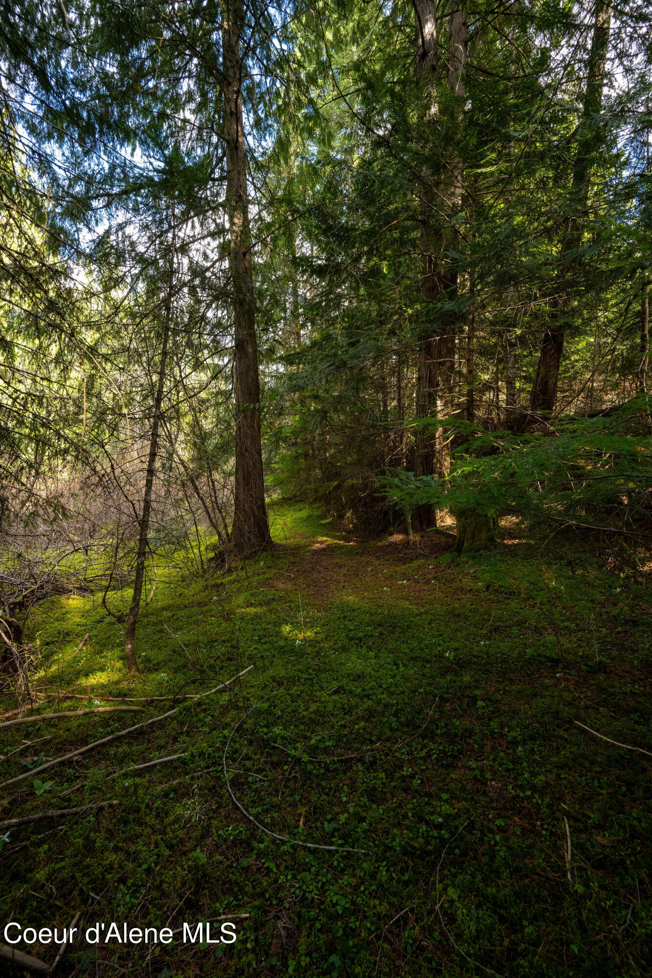 NKA Evans Creek, Medimont, Idaho image 17