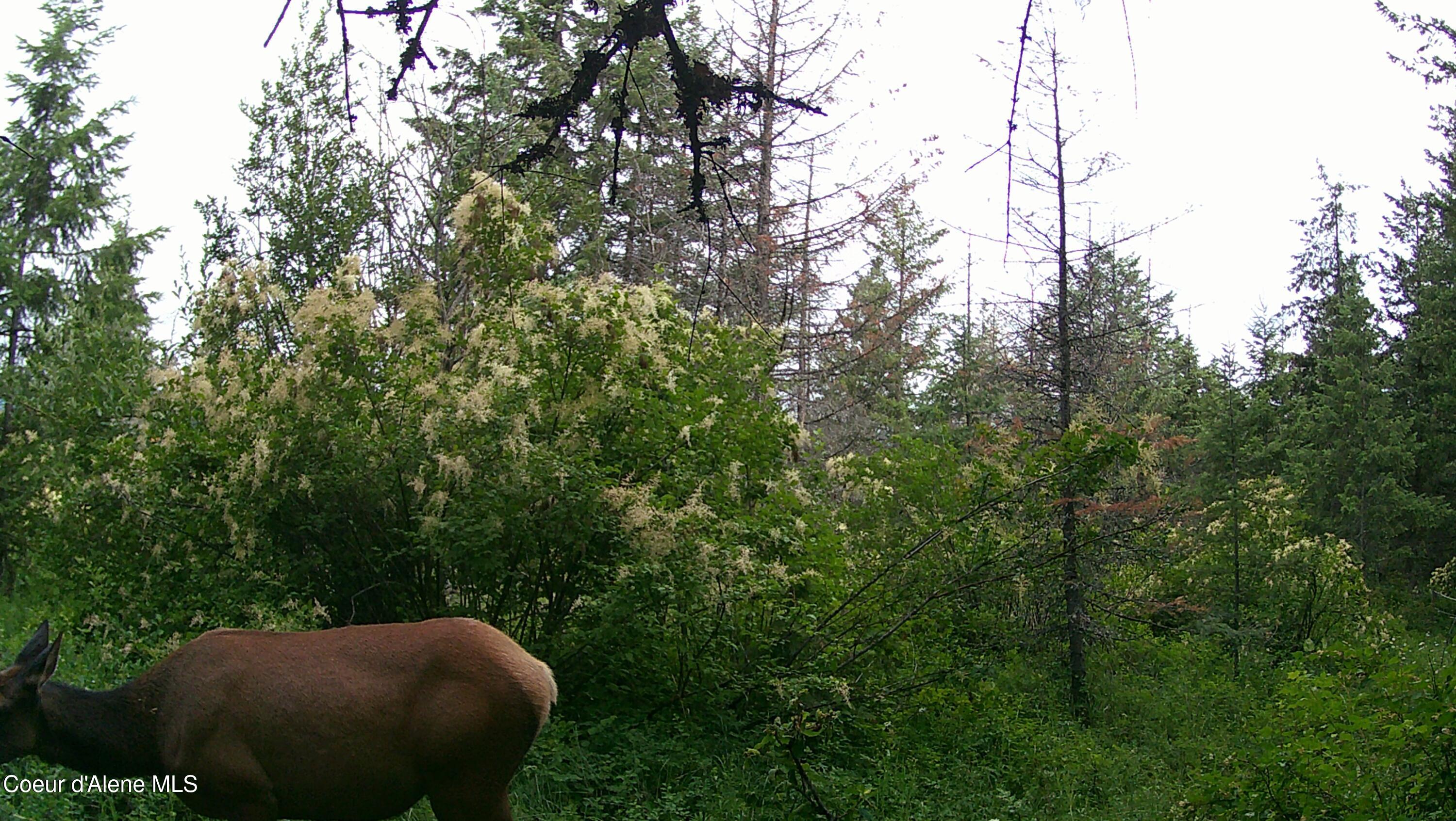 309 Gold Creek, Sandpoint, Alaska image 30