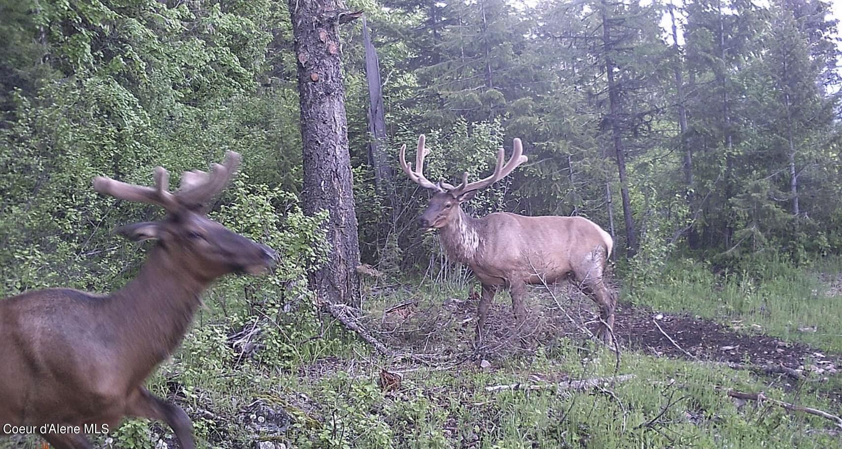 Naples, Idaho 83847, United States, ,Land,Active,241609