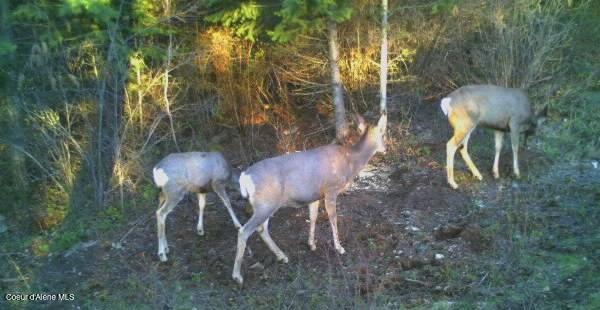Naples, Idaho 83847, United States, ,Land,Active,241609