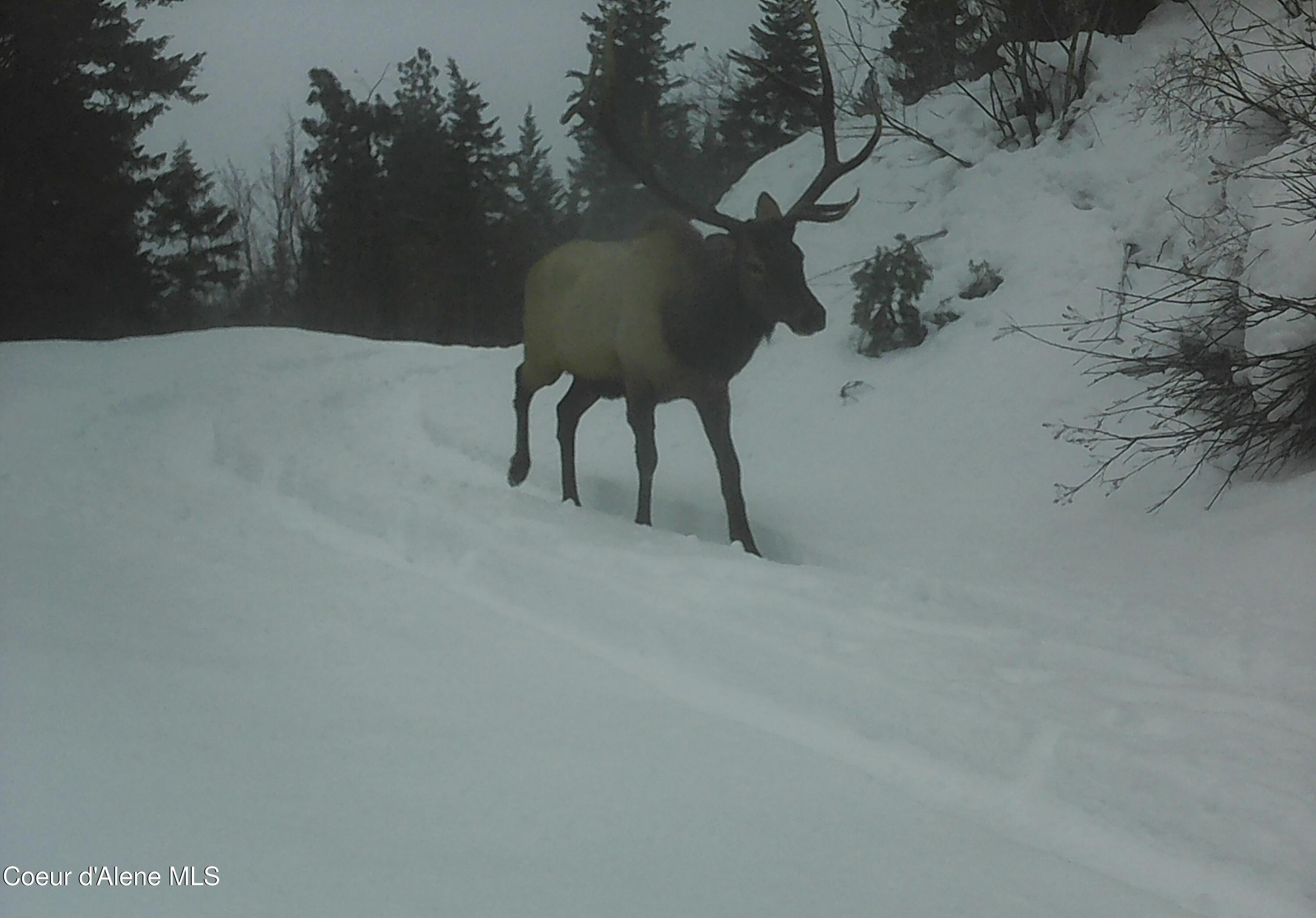 Naples, Idaho 83847, United States, ,Land,Active,241609