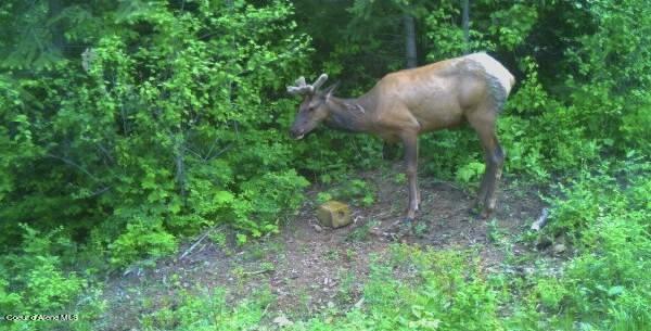 Naples, Idaho 83847, United States, ,Land,Active,241609
