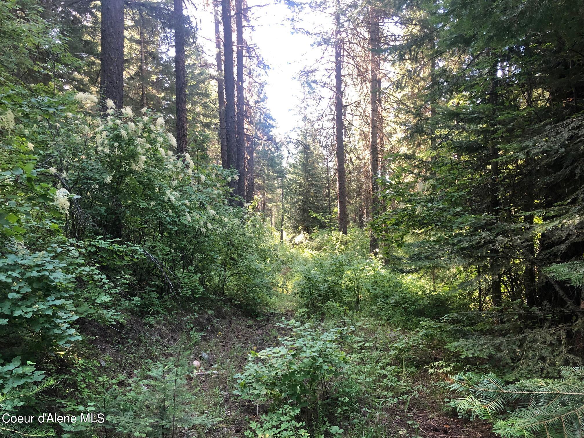 NNA Gold Cup Mountain, Priest River, Idaho image 4