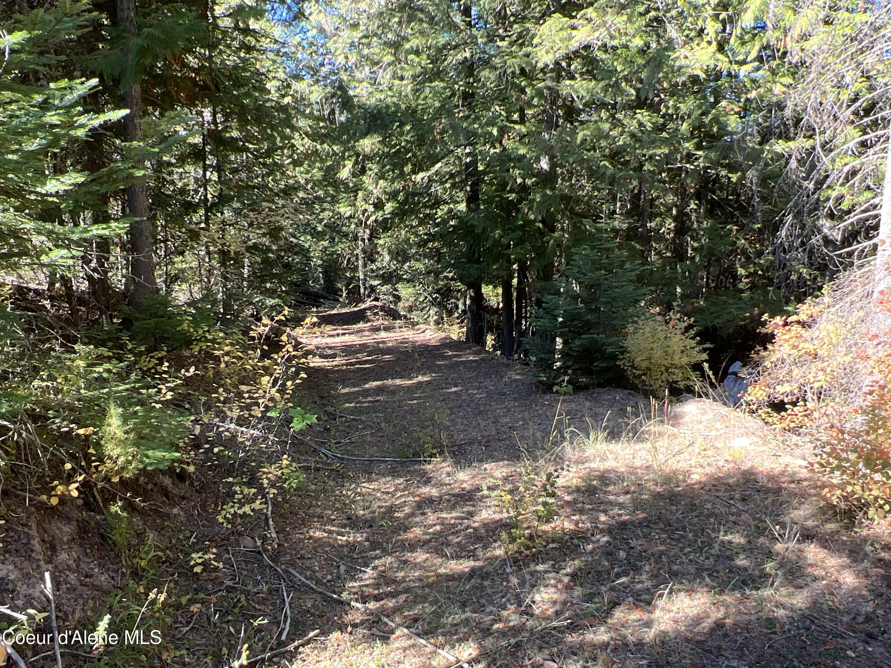 NKA 40 Acres Blake Creek Rd, St. Maries, Texas image 8