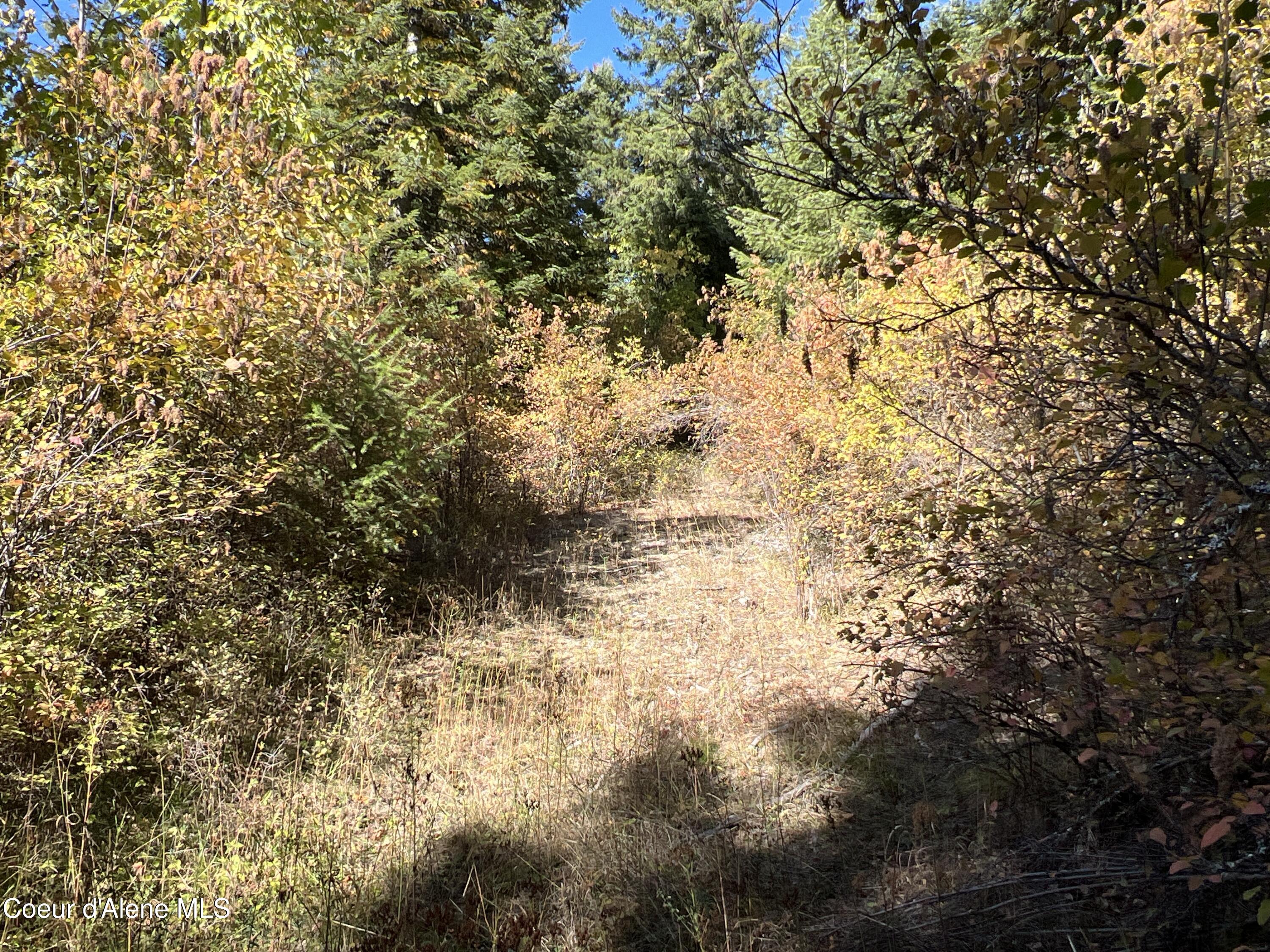 NKA 40 Acres Blake Creek Rd, St. Maries, Texas image 18