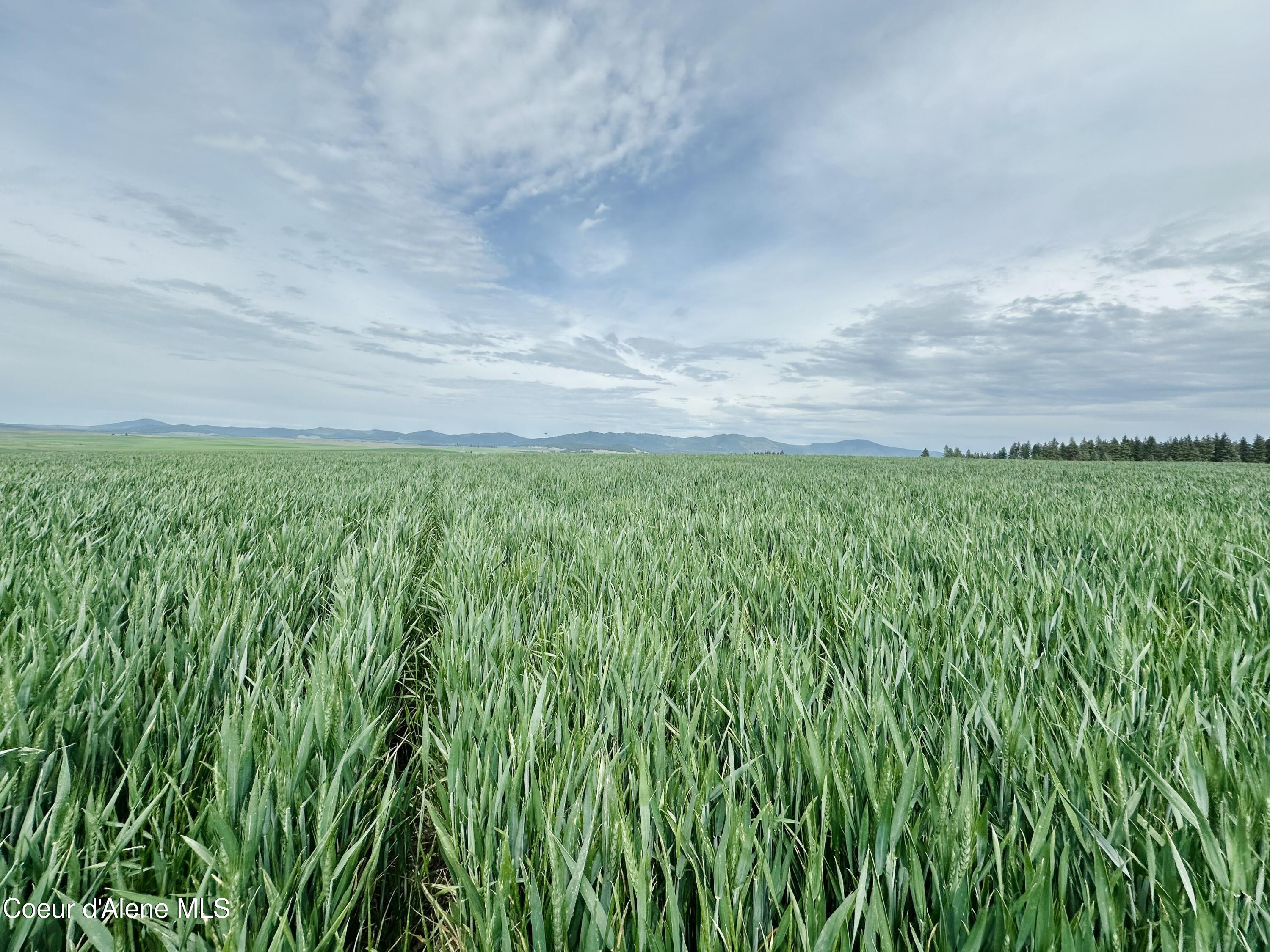 783 Old Mills Rd, Desmet, Idaho image 5