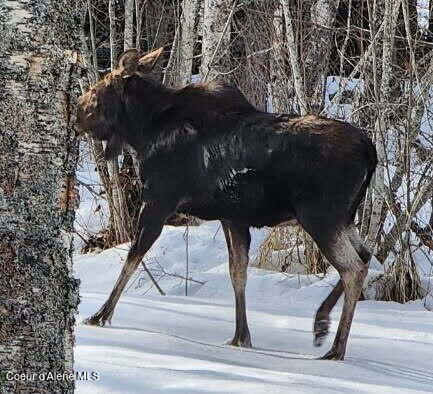 488988 Hwy 95, Sandpoint, Alaska image 42