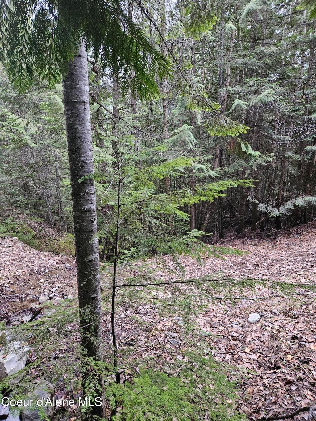 Photo of 940 Sled Run Run, Clark Fork, ID 83811 (MLS # 26-3760)