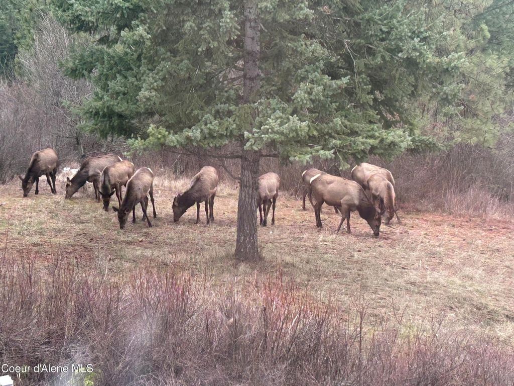 Photo of 21160 Corbin Hill Hill, Hayden, ID 83835 (MLS # 25-6549)