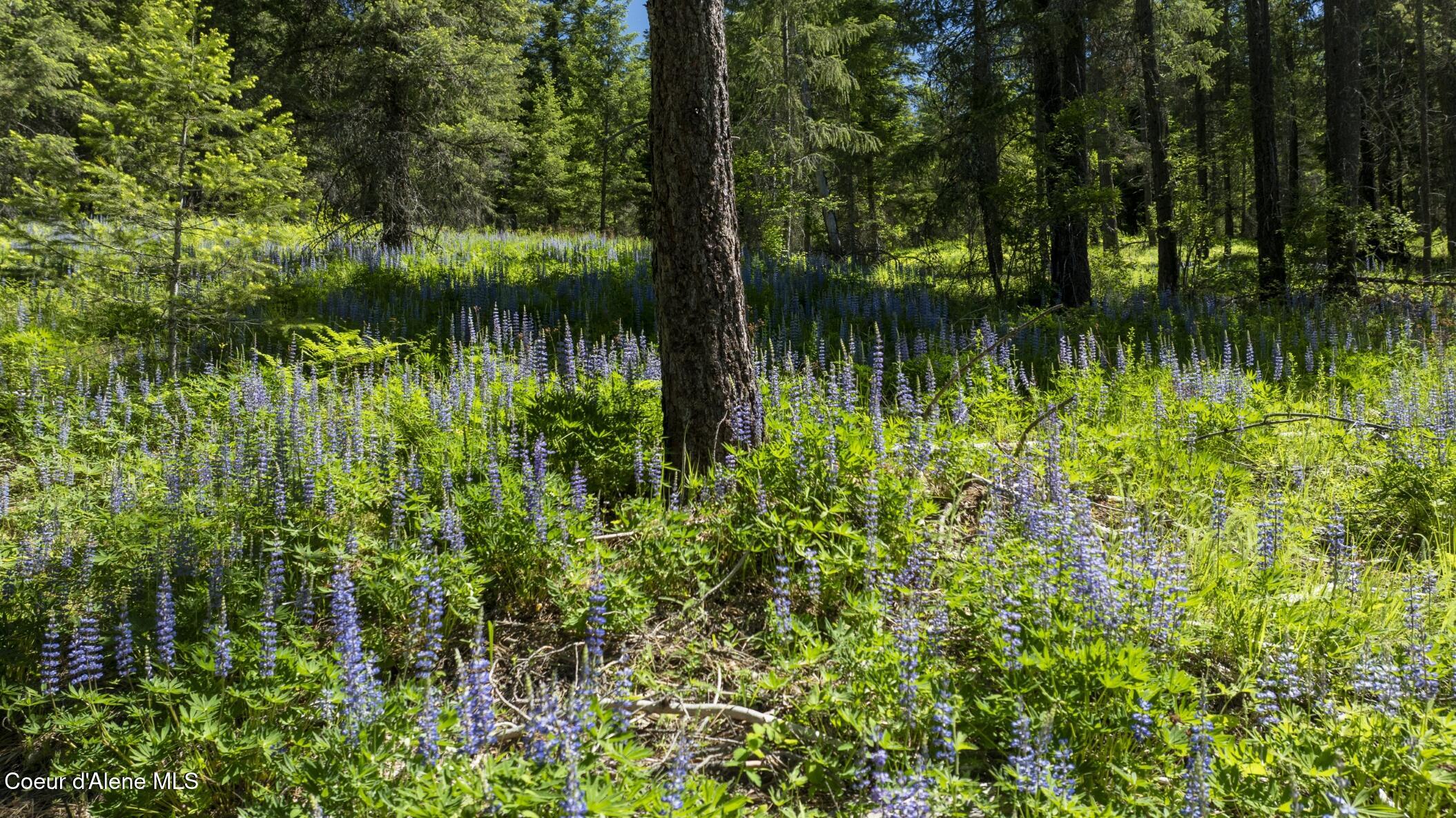 TBD Kreiger Creek Rd Lot 2 Way, Careywood, Alaska image 8