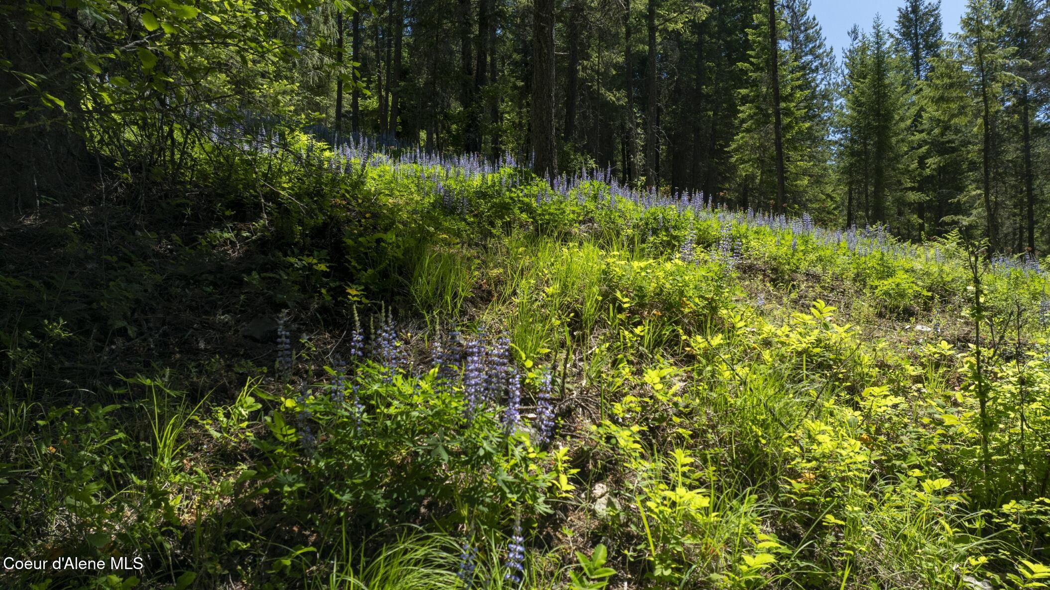 TBD Kreiger Creek Rd Lot 2 Way, Careywood, Alaska image 9