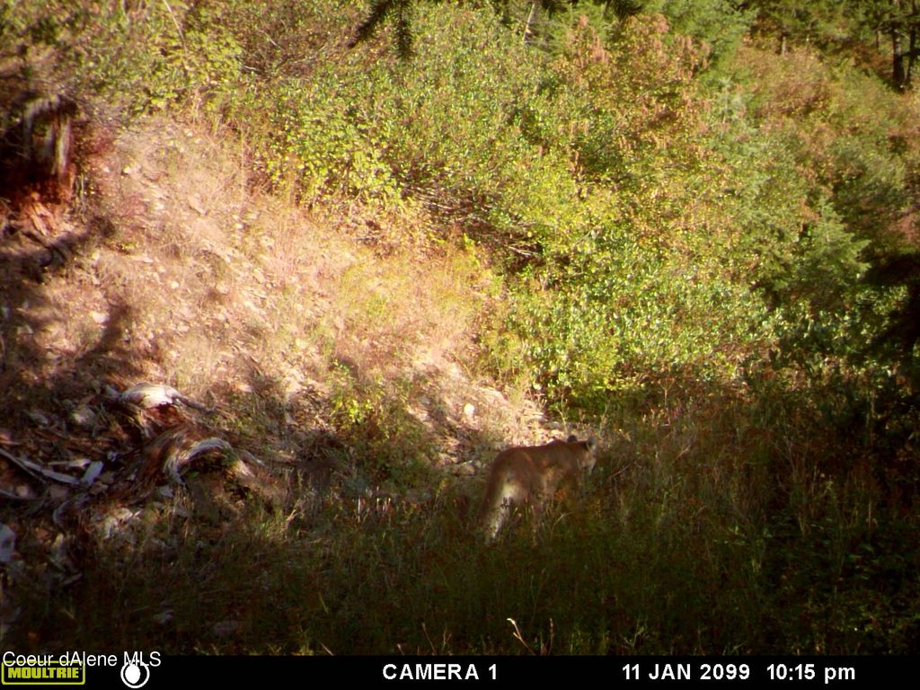 Photo of NKA Burke 34.38 Acres, Wallace, ID 83873 (MLS # 26-3633)