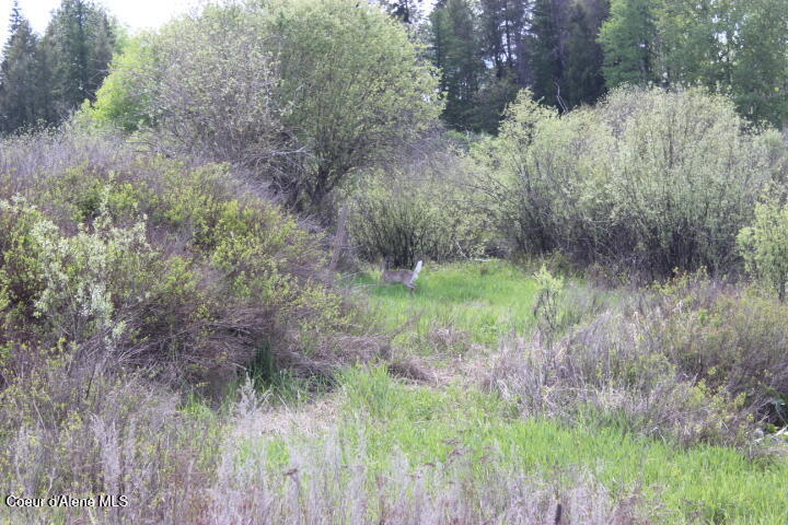 436 Mays Rd, Sagle, Idaho image 49