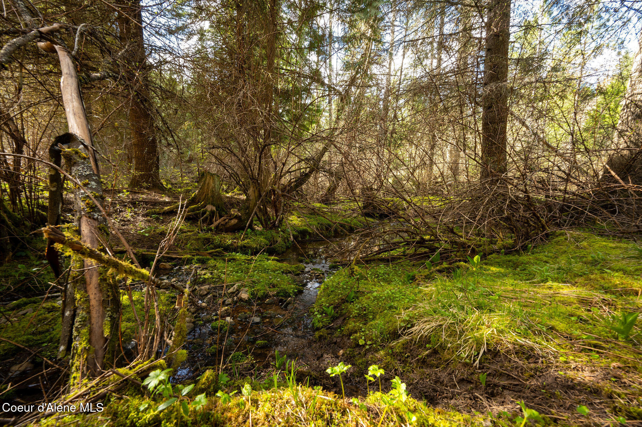 NKA Evans Creek, Medimont, Idaho image 2