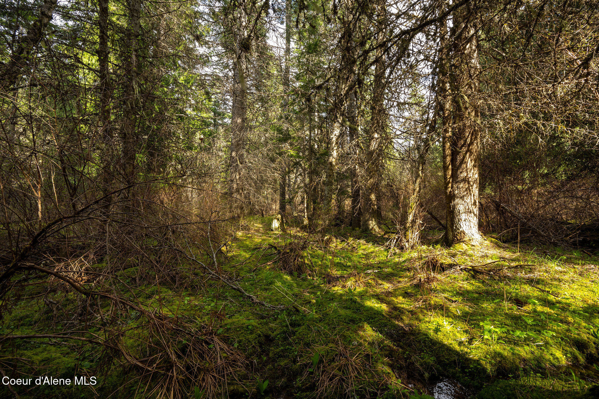 NKA Evans Creek, Medimont, Idaho image 27