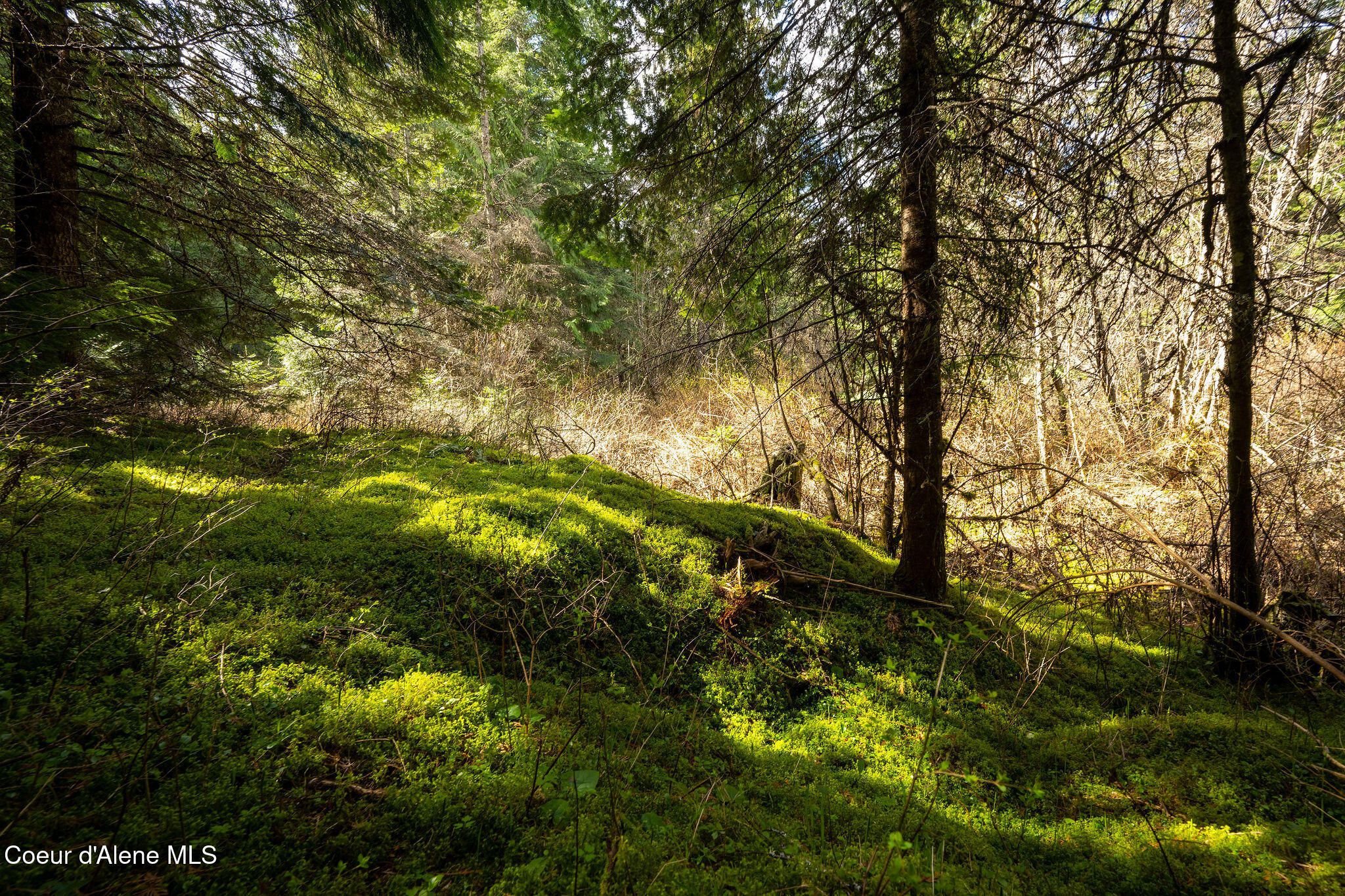 NKA Evans Creek, Medimont, Idaho image 29