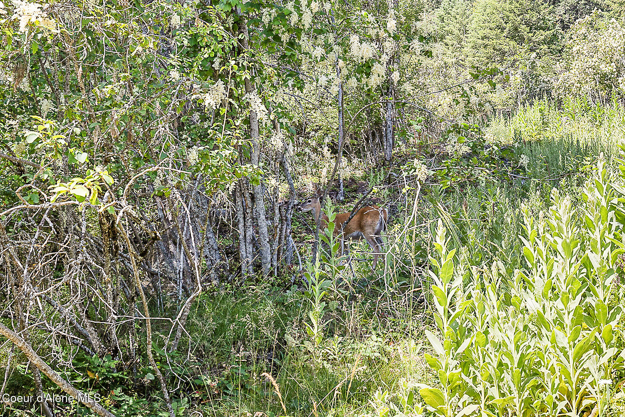 NKA W Shoreline Ln, Sagle, Texas image 9