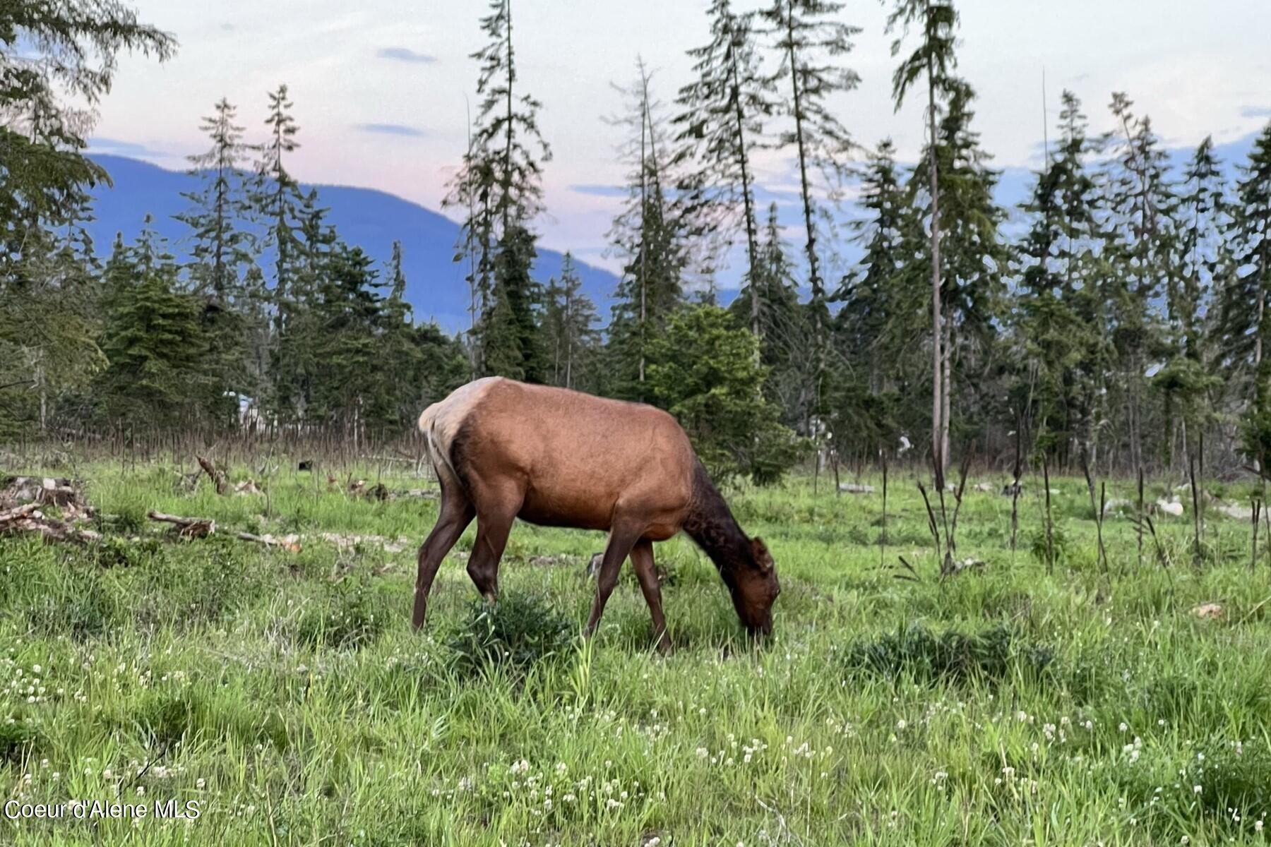 Lot4 Blk2 Leonard Loop, Athol, Idaho image 3