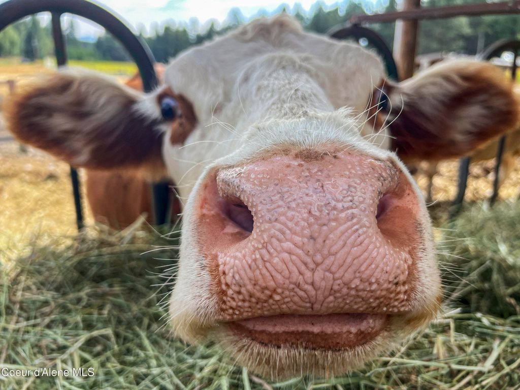 Photo of 11897 Hidden Valley Valley, Rathdrum, ID 83858 (MLS # 25-10791)