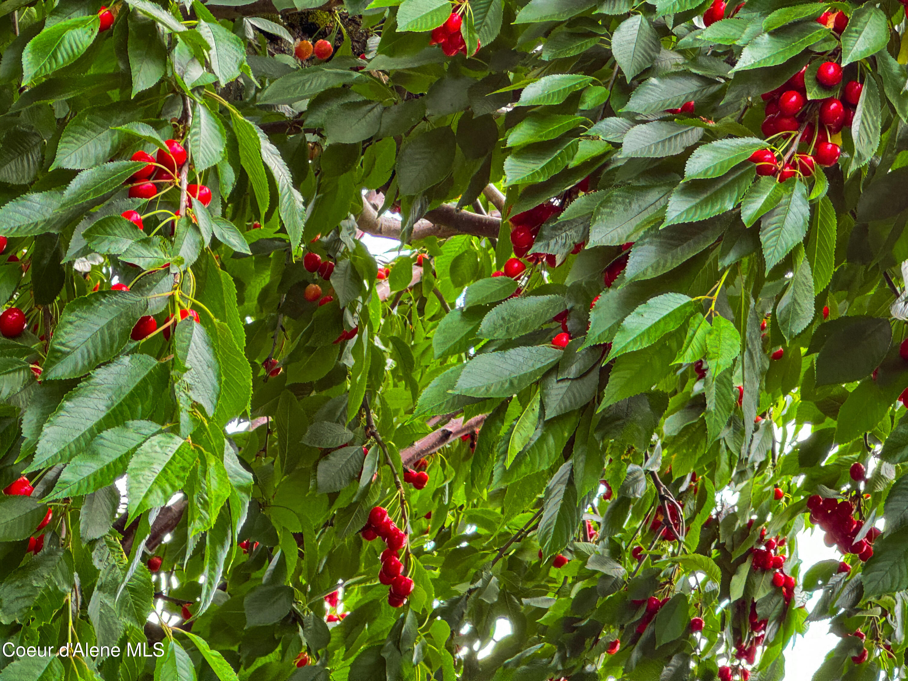 Hayden, Idaho 83835, United States, 4 Bedrooms Bedrooms, ,3 BathroomsBathrooms,Residential,Active,158034