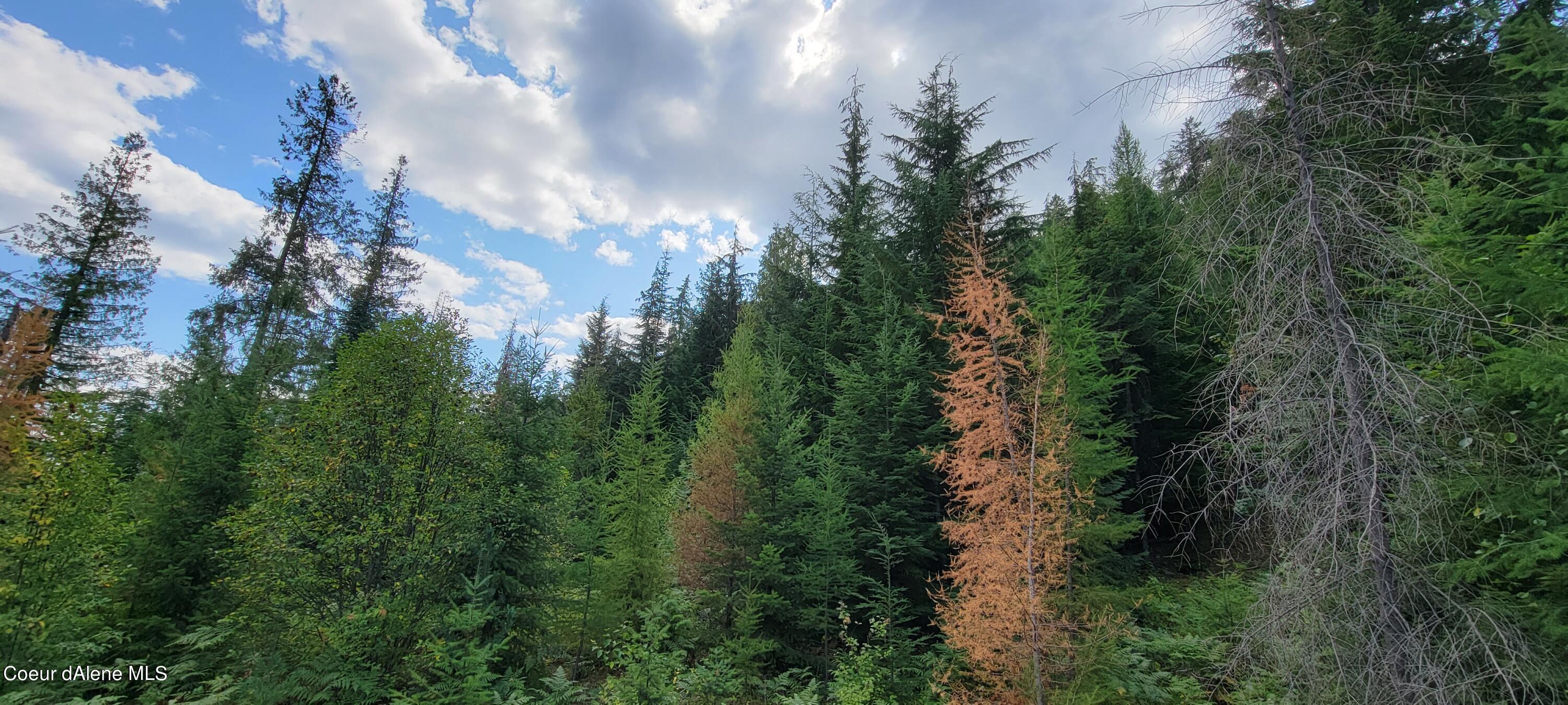 NNA Enchanted Lane, Moyie Springs, Idaho image 6