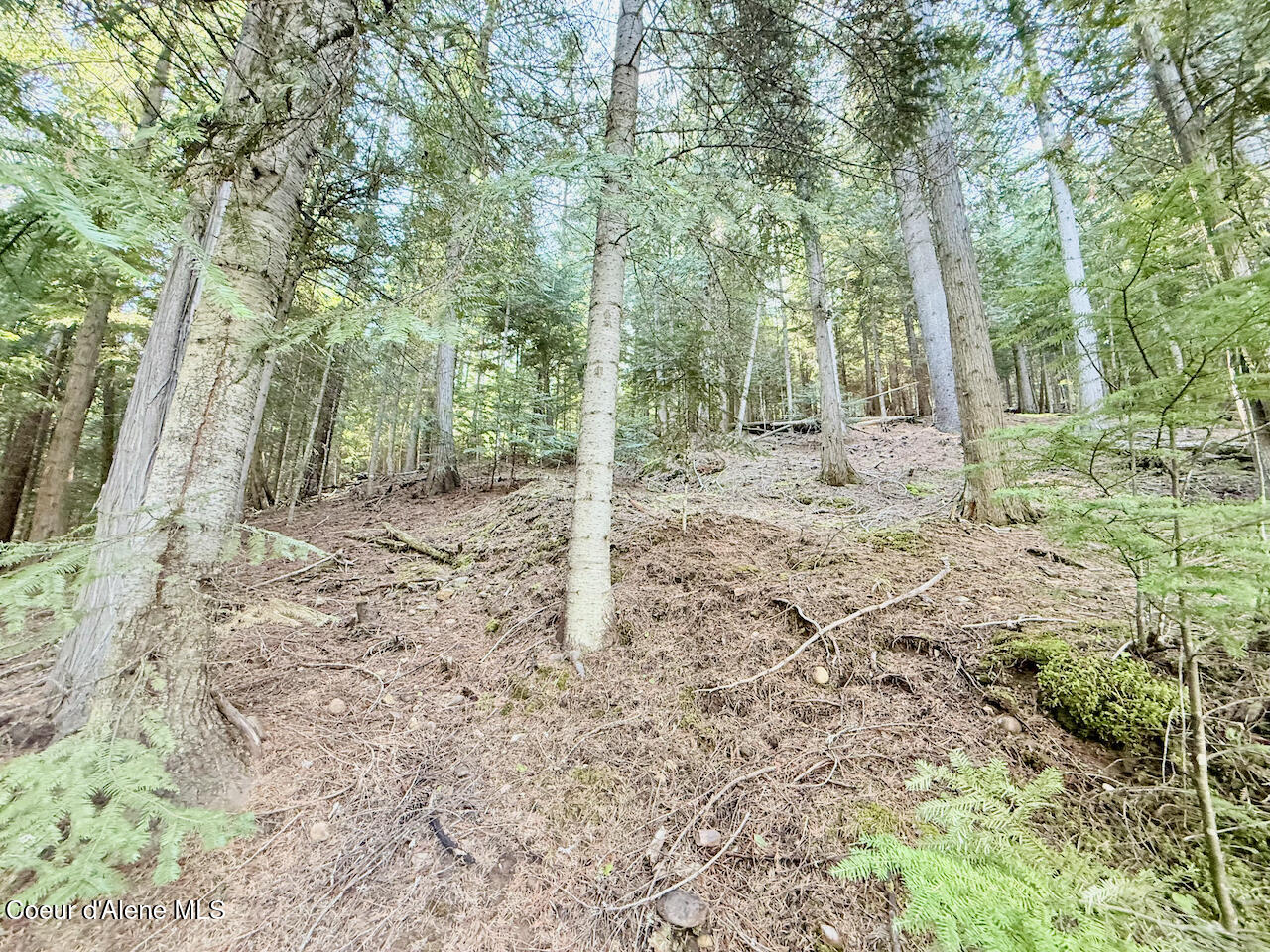498 Revenue Gulch Rd, Silverton, Alaska image 16