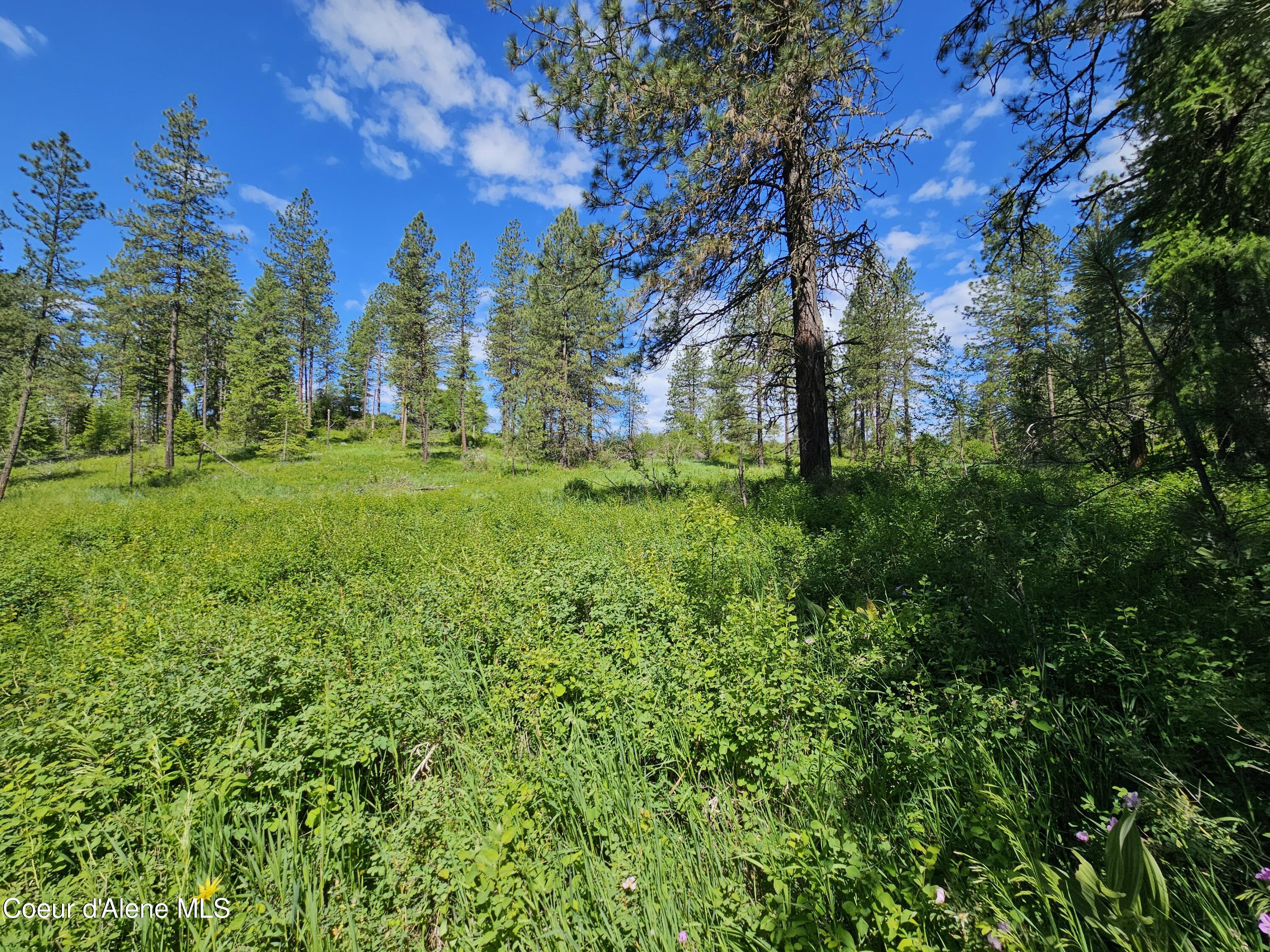 TBD Fern Hill Rd, Kendrick, Idaho image 5