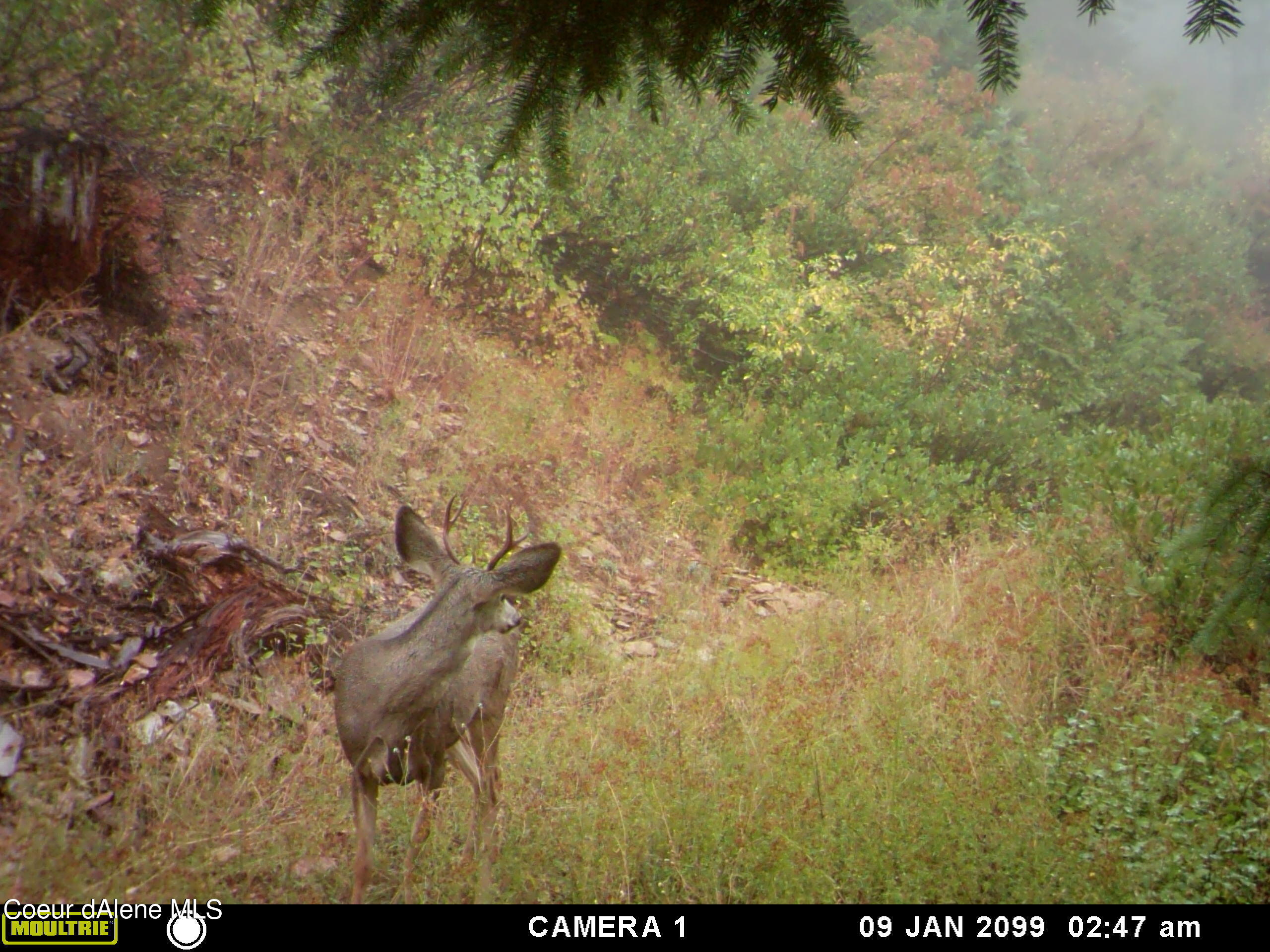 TBD Burke 34.38 Acres Road, Wallace, Idaho image 15