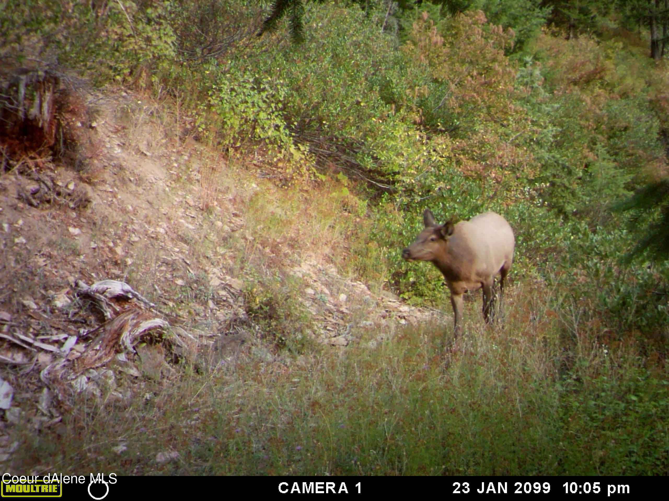 TBD Burke 34.38 Acres Road, Wallace, Idaho image 8