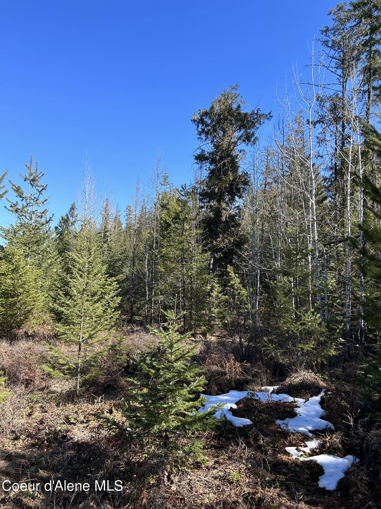 NNA Blacktail Rd, Cocolalla, Idaho image 8