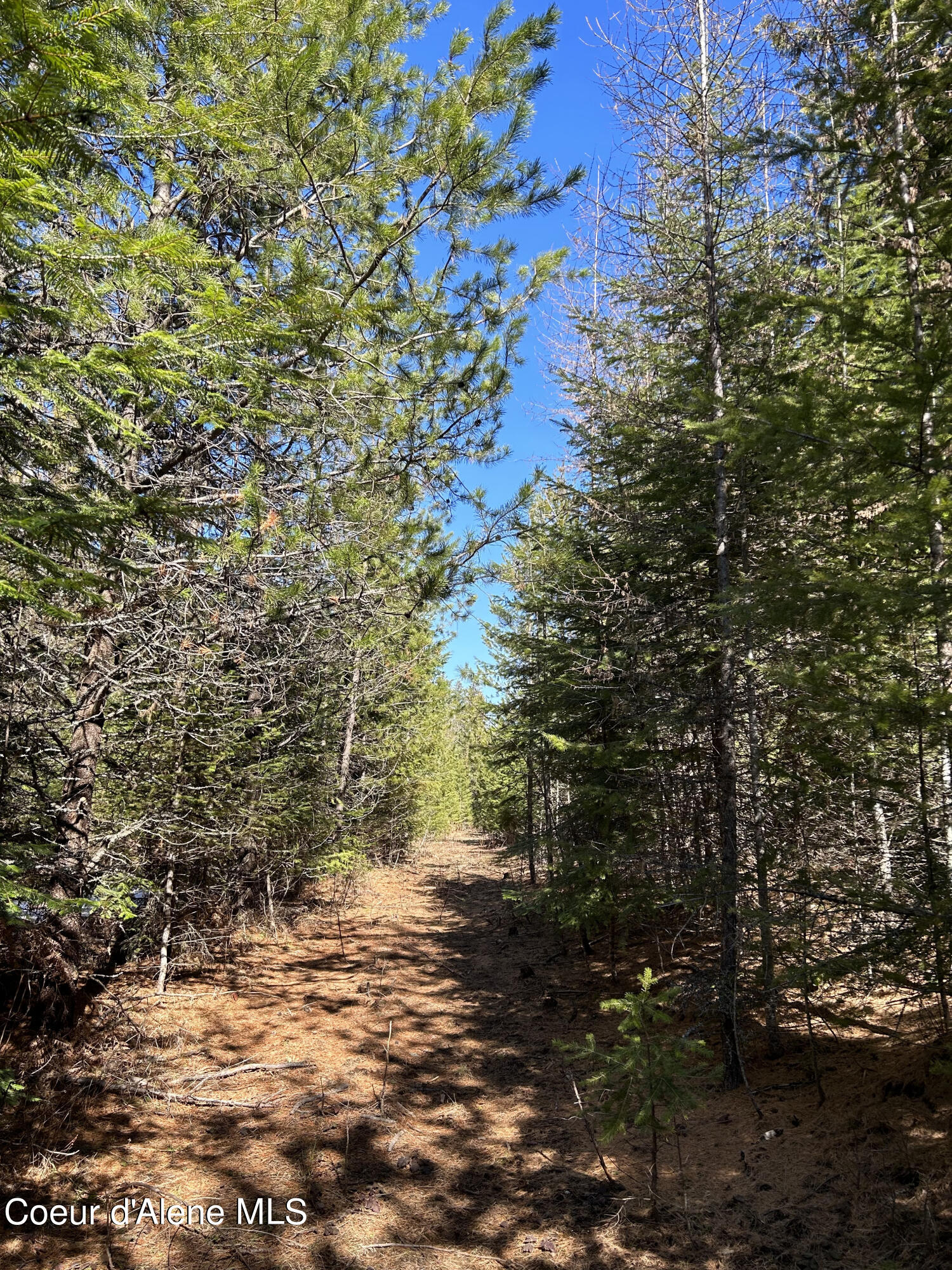 NNA Blacktail Rd, Cocolalla, Idaho image 7