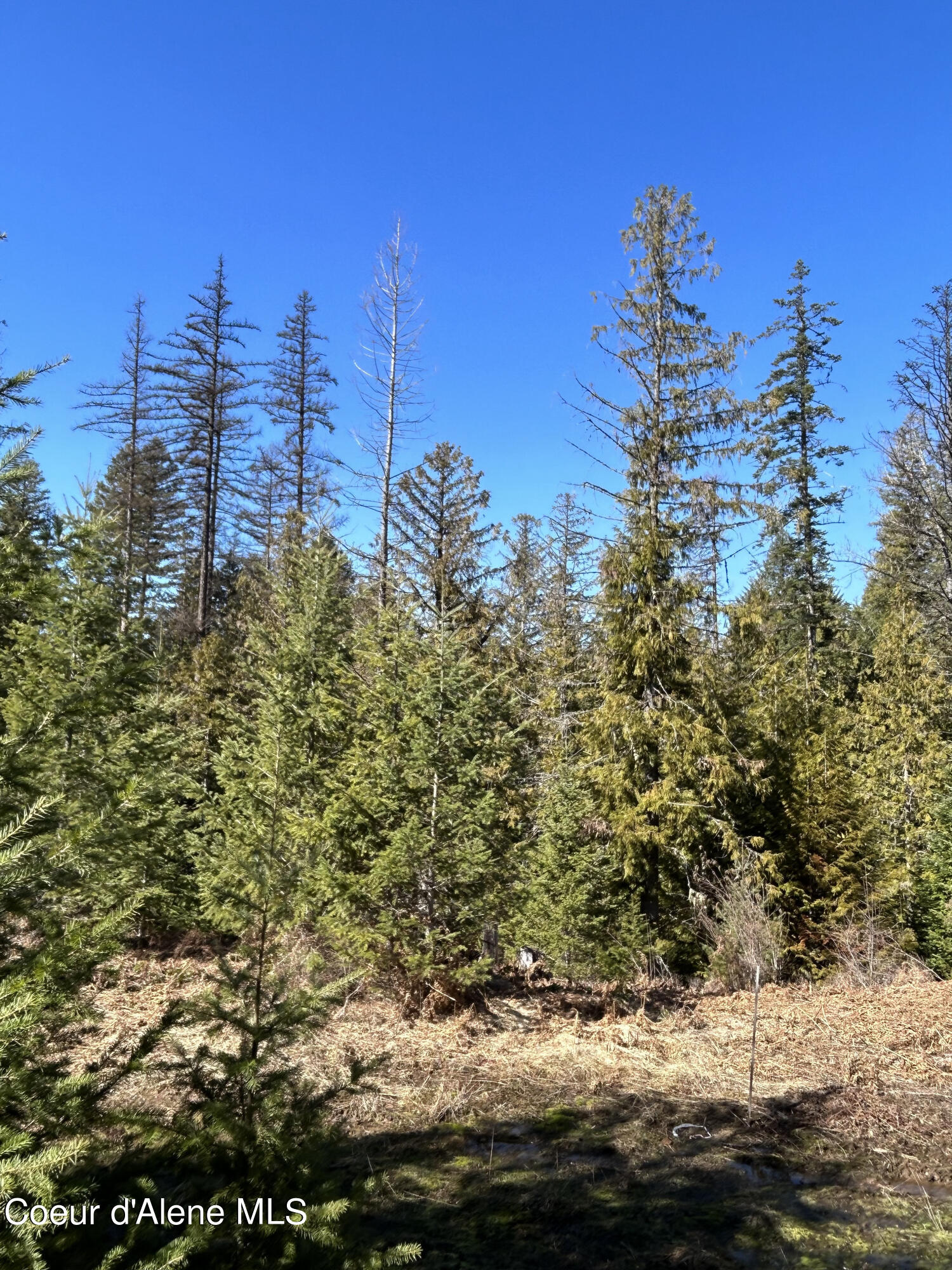 NNA Blacktail Rd, Cocolalla, Idaho image 9