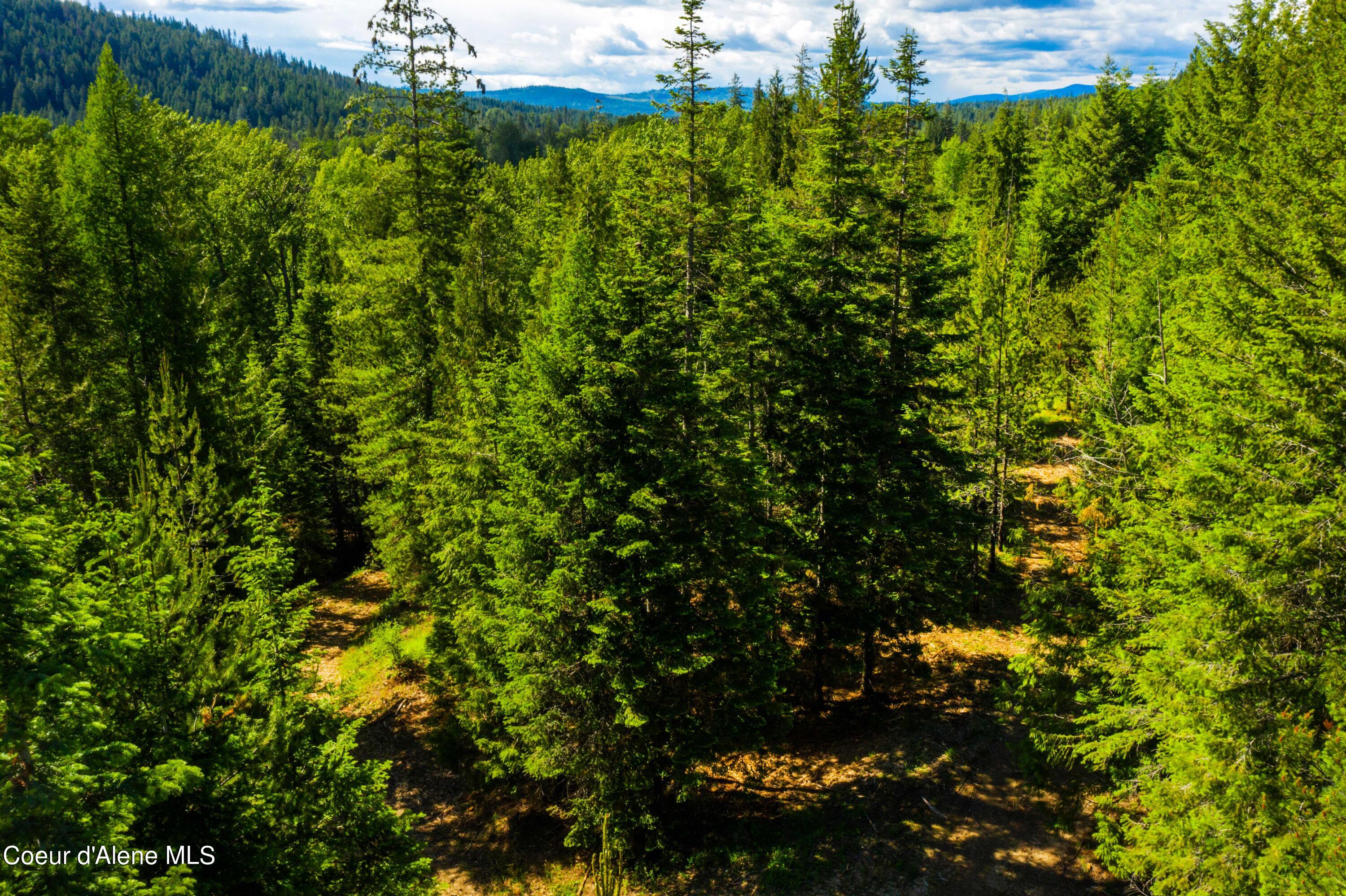 TBD Kreiger Creek  South Parcel Rd., Careywood, Idaho image 12