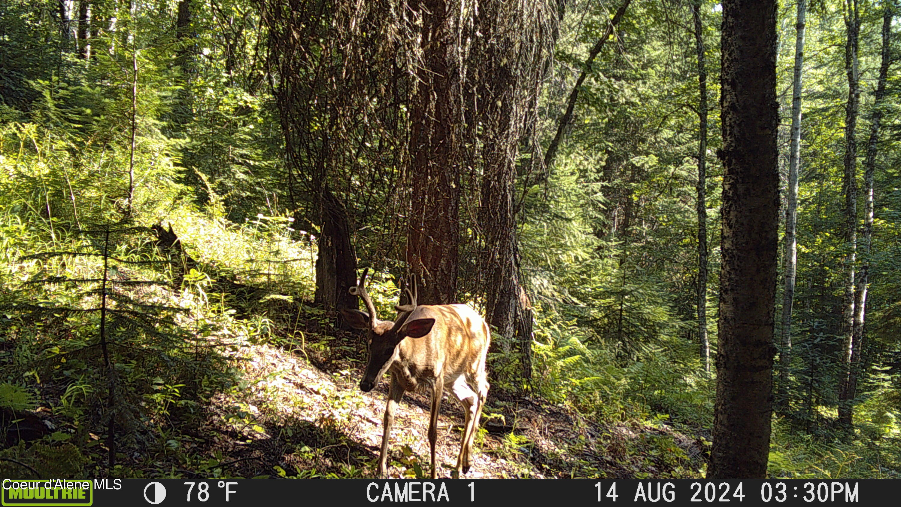 NKA Raven Ridge, Sandpoint, Idaho image 43