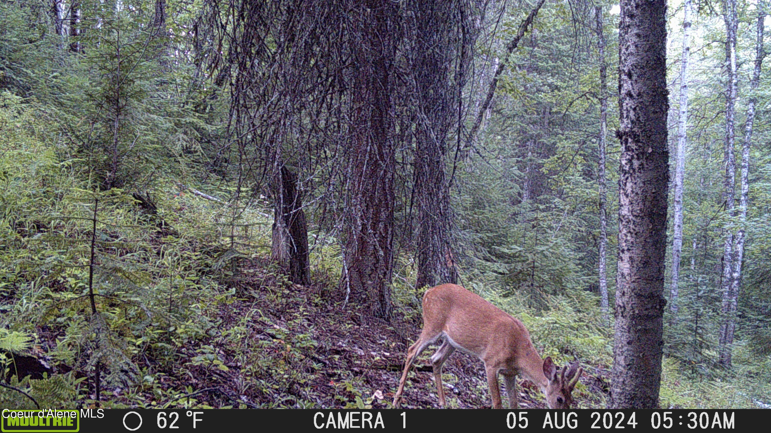 NKA Raven Ridge, Sandpoint, Idaho image 38