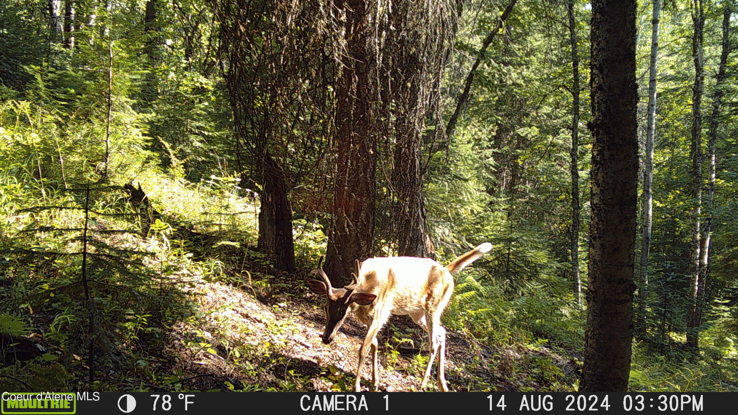 NKA Raven Ridge, Sandpoint, Idaho image 42