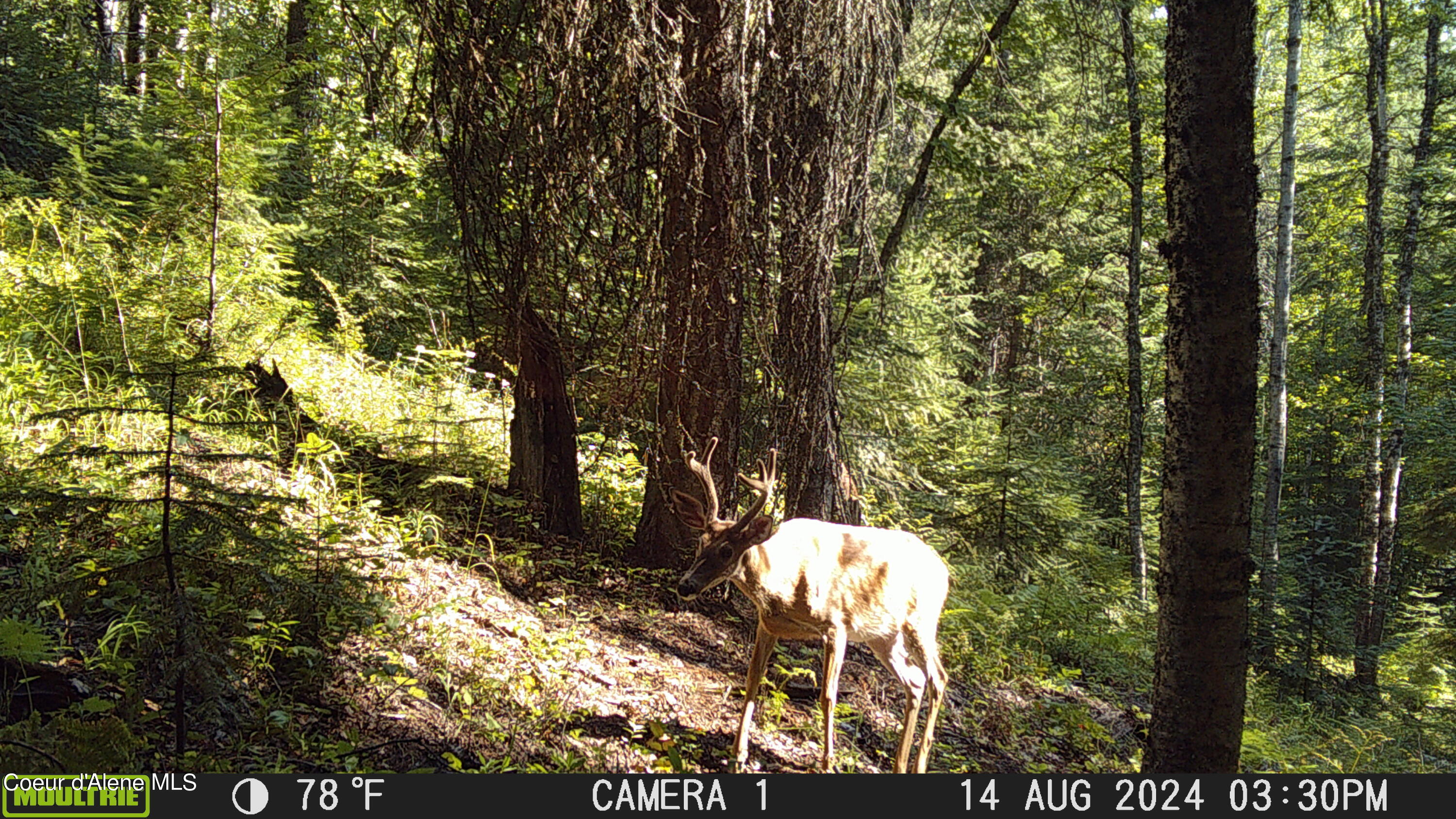 NKA Raven Ridge, Sandpoint, Idaho image 41