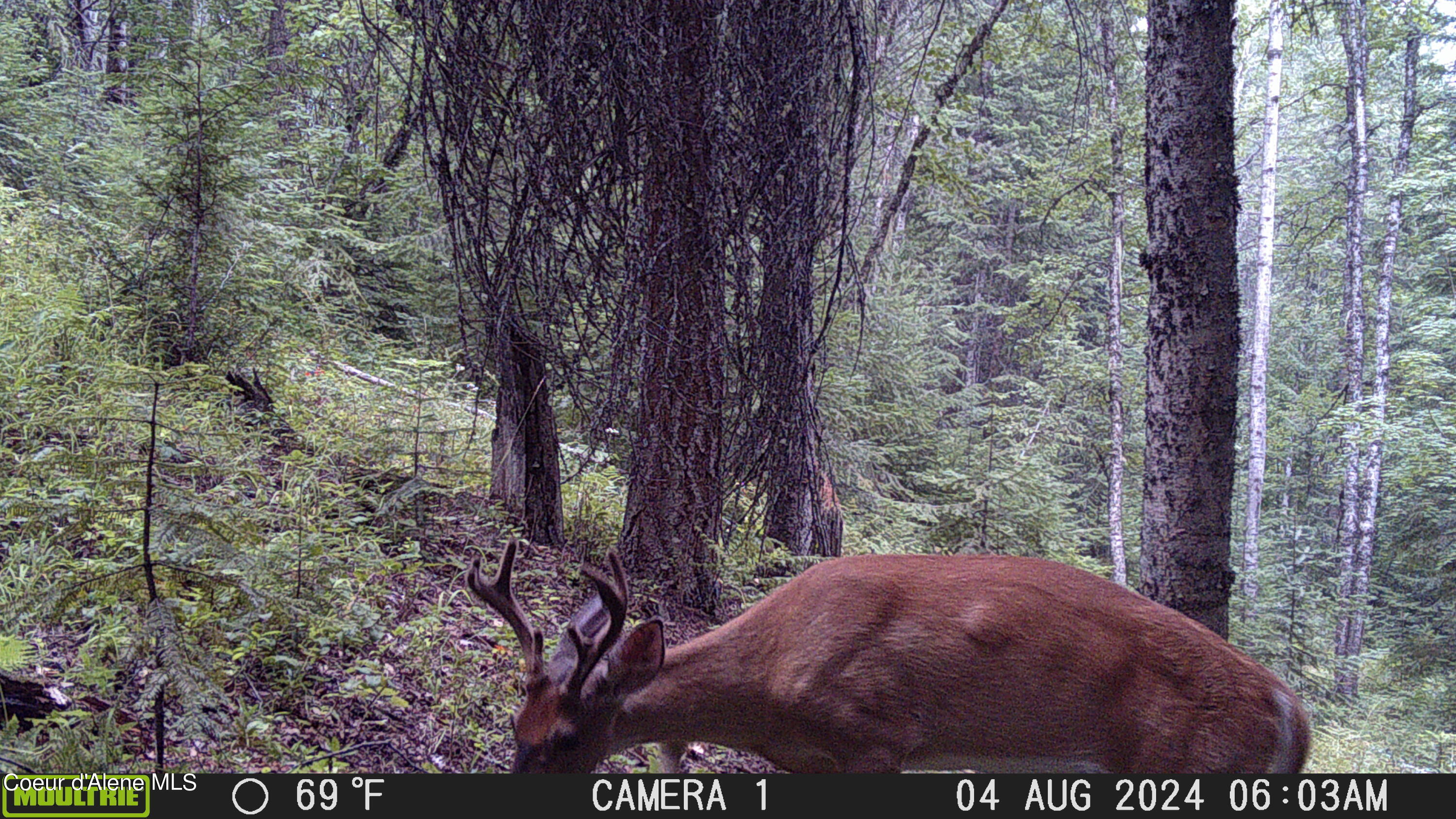 NKA Raven Ridge, Sandpoint, Idaho image 37