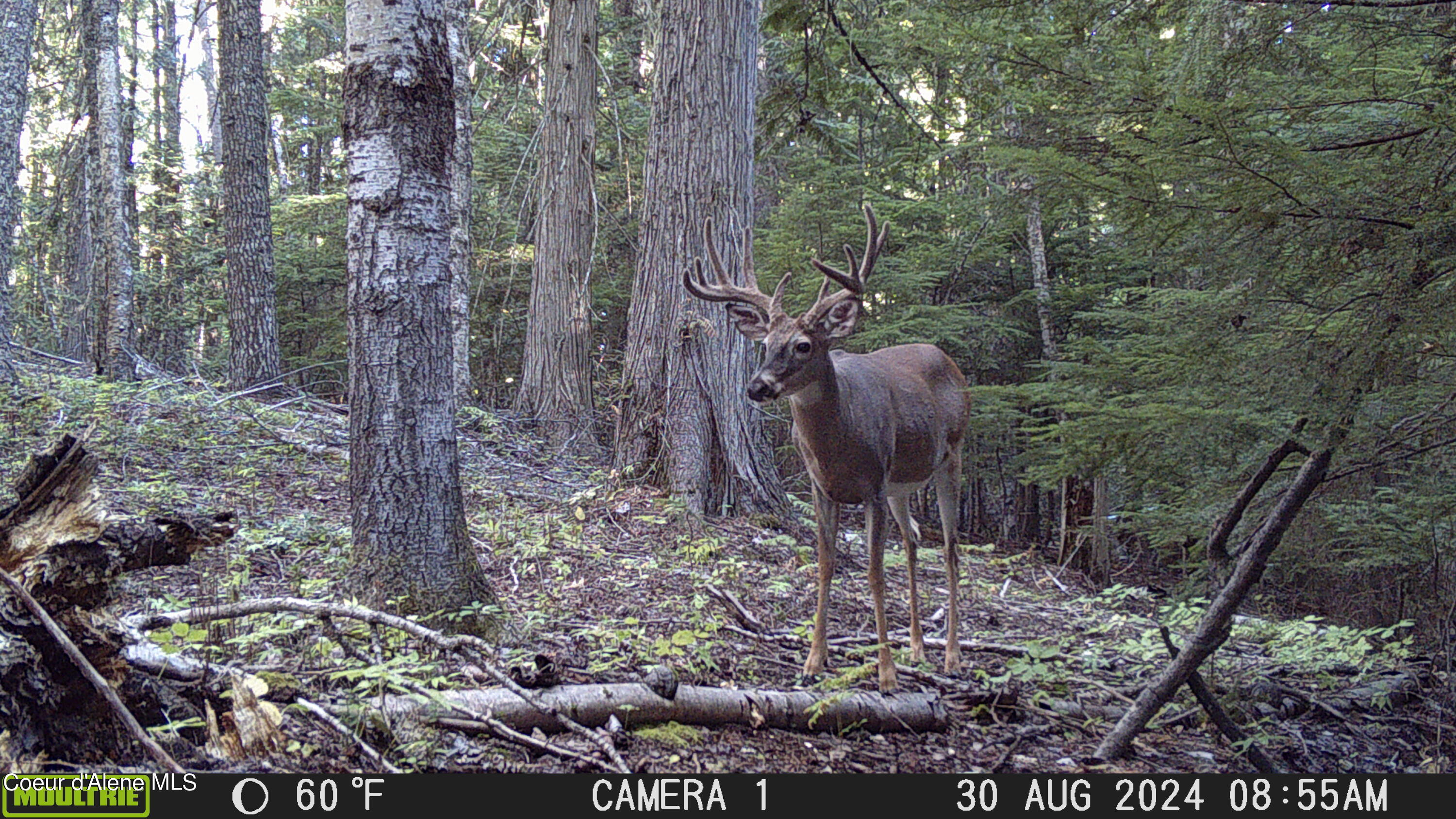 NKA Raven Ridge, Sandpoint, Idaho image 49