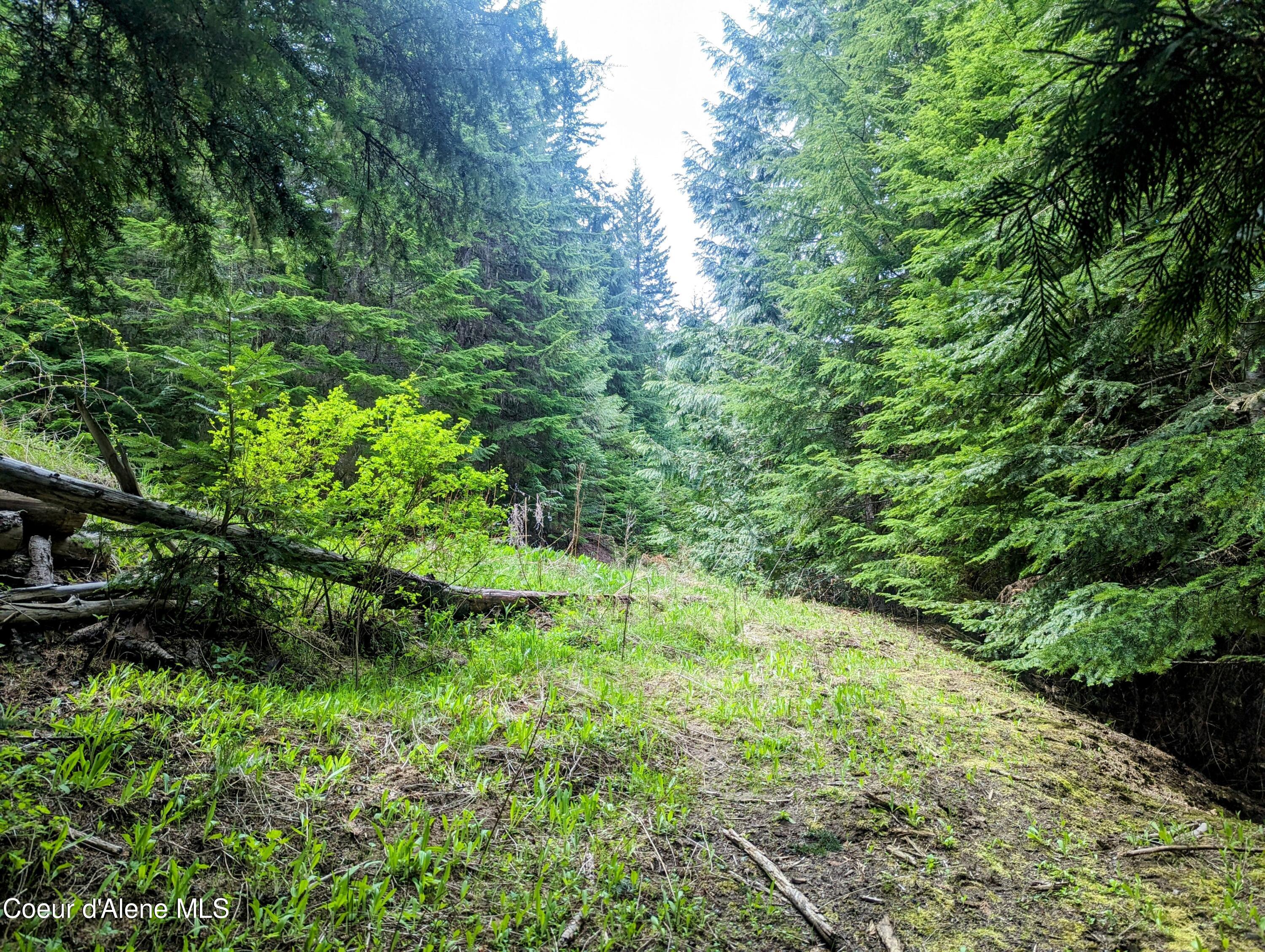 NKA Gold Ridge Road, St. Maries, Idaho image 18