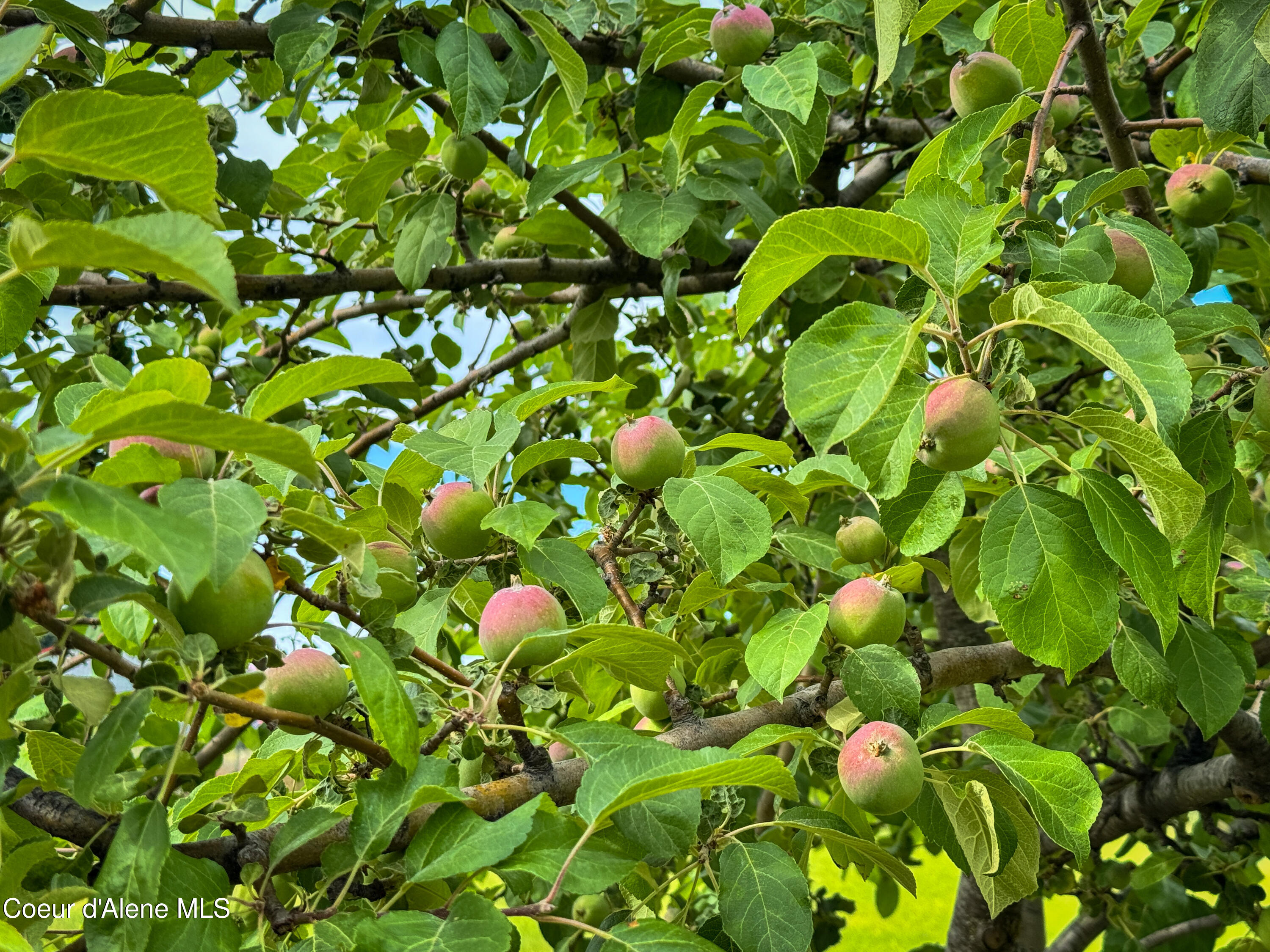 Hayden, Idaho 83835, United States, 4 Bedrooms Bedrooms, ,3 BathroomsBathrooms,Residential,Active,157218