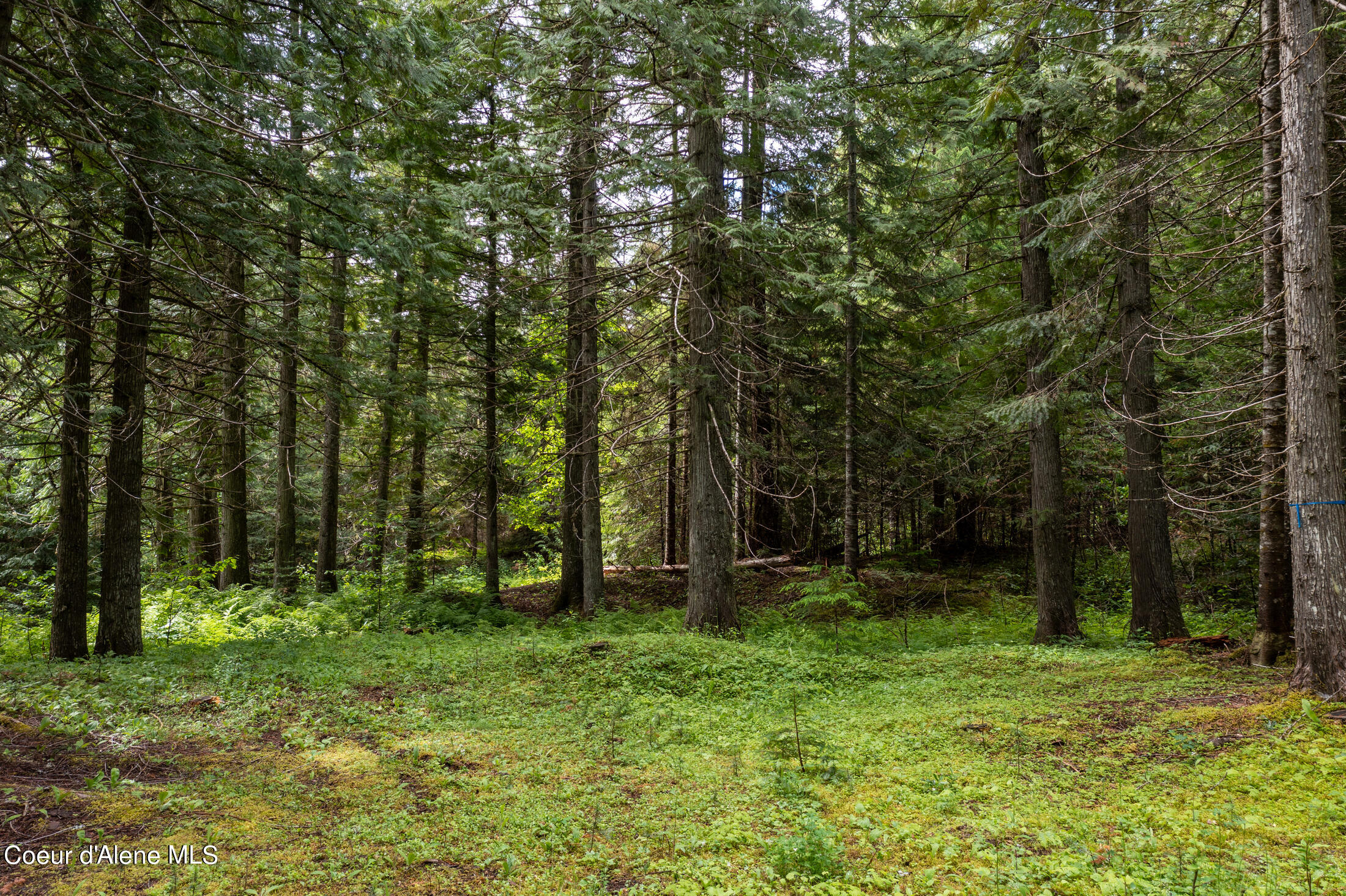 NNA Beaver Creek Rd, Wallace, Idaho image 26