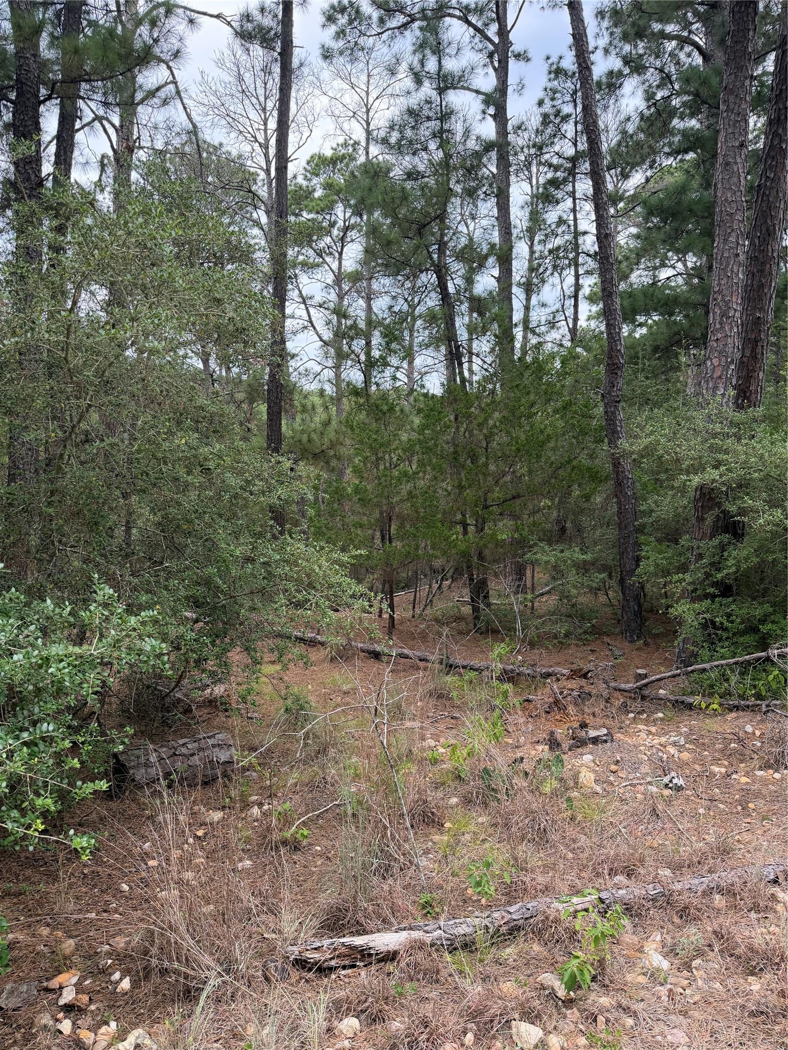 Lot 217 Hekili DR
