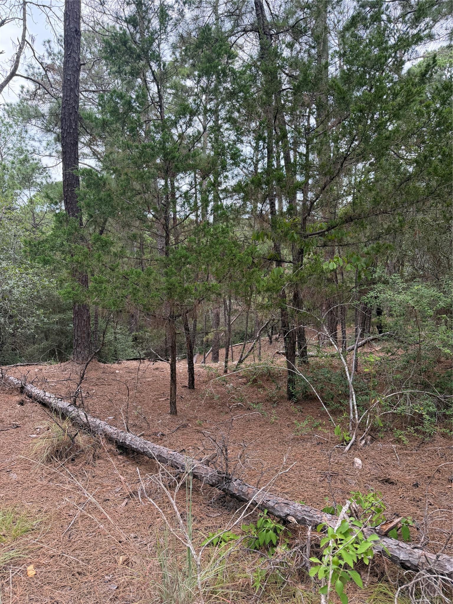 Lot 217 Hekili DR