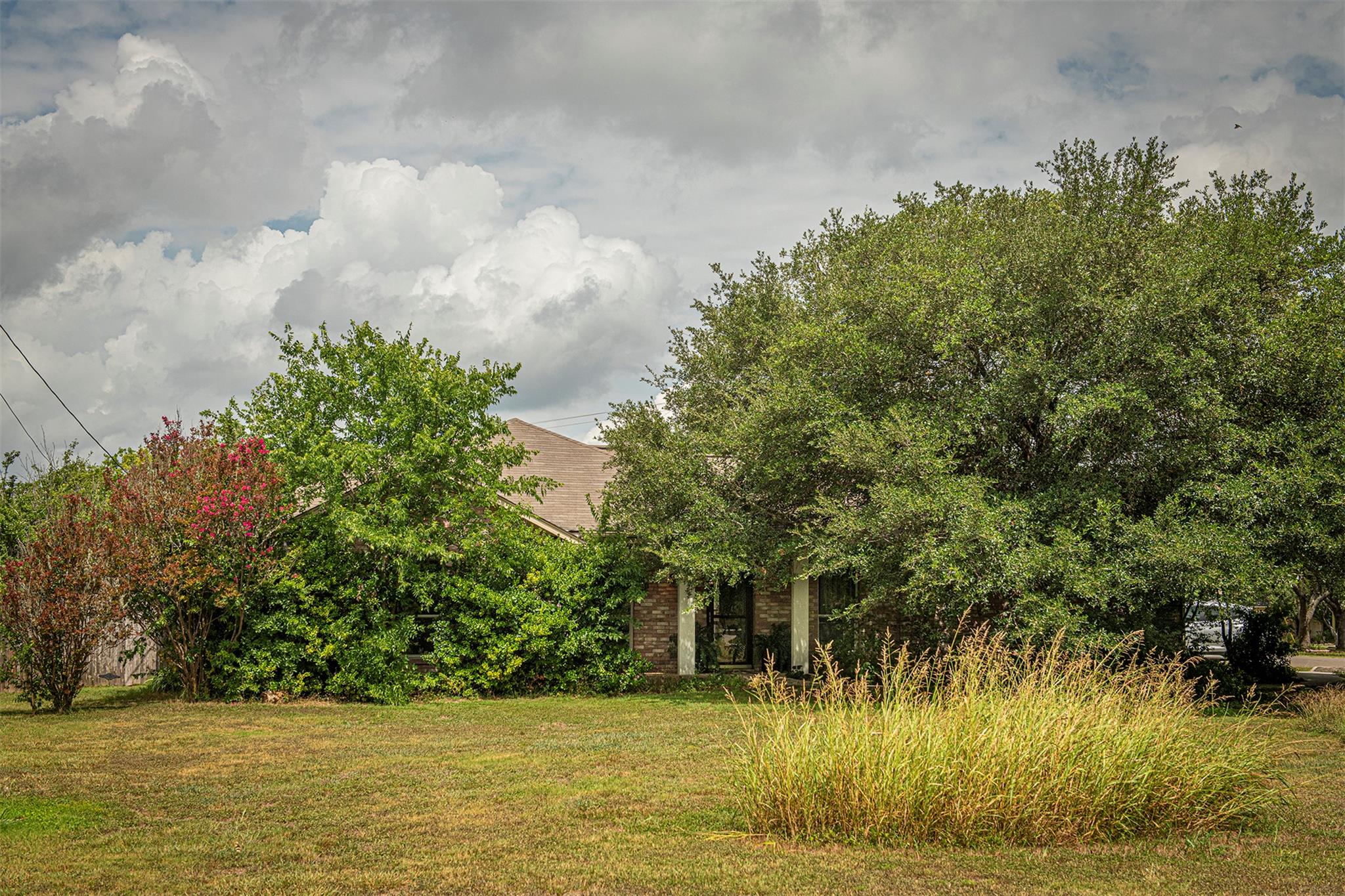 402 Sunflower CV