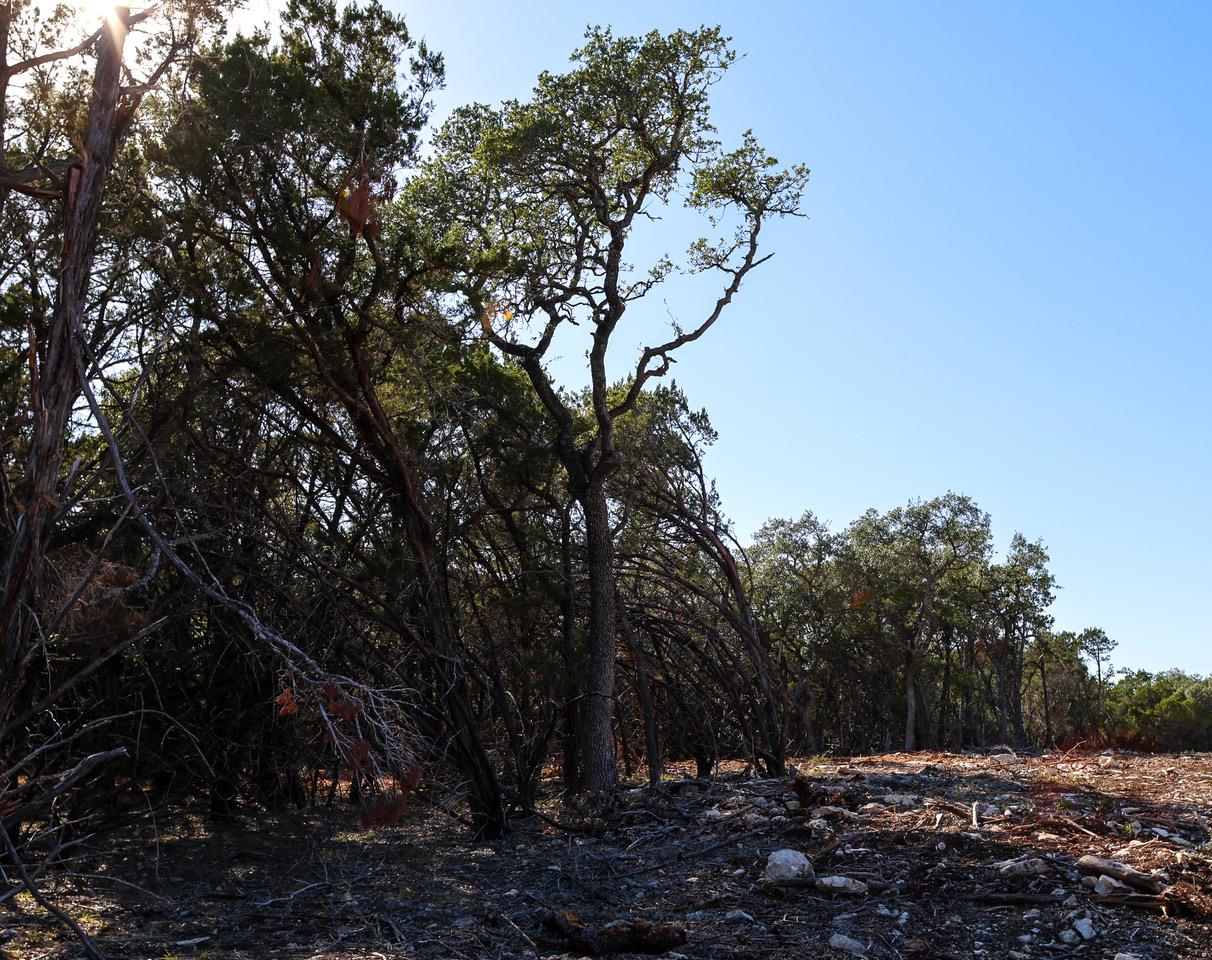 3101 - 3 Longhorn TRL