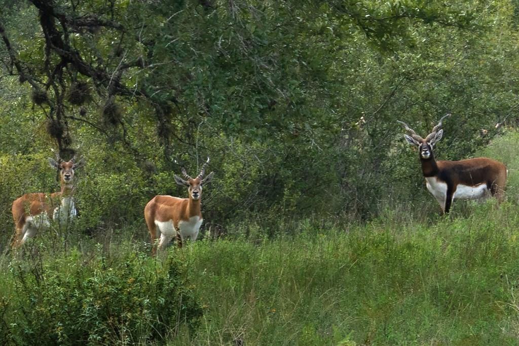 428 Summit Spring LN