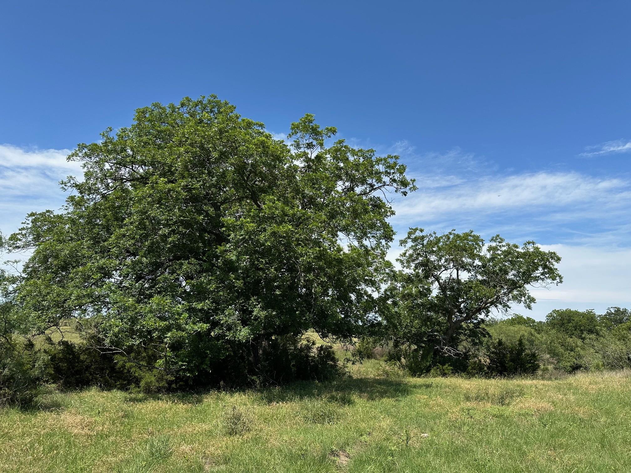 23 acres County Road 330
